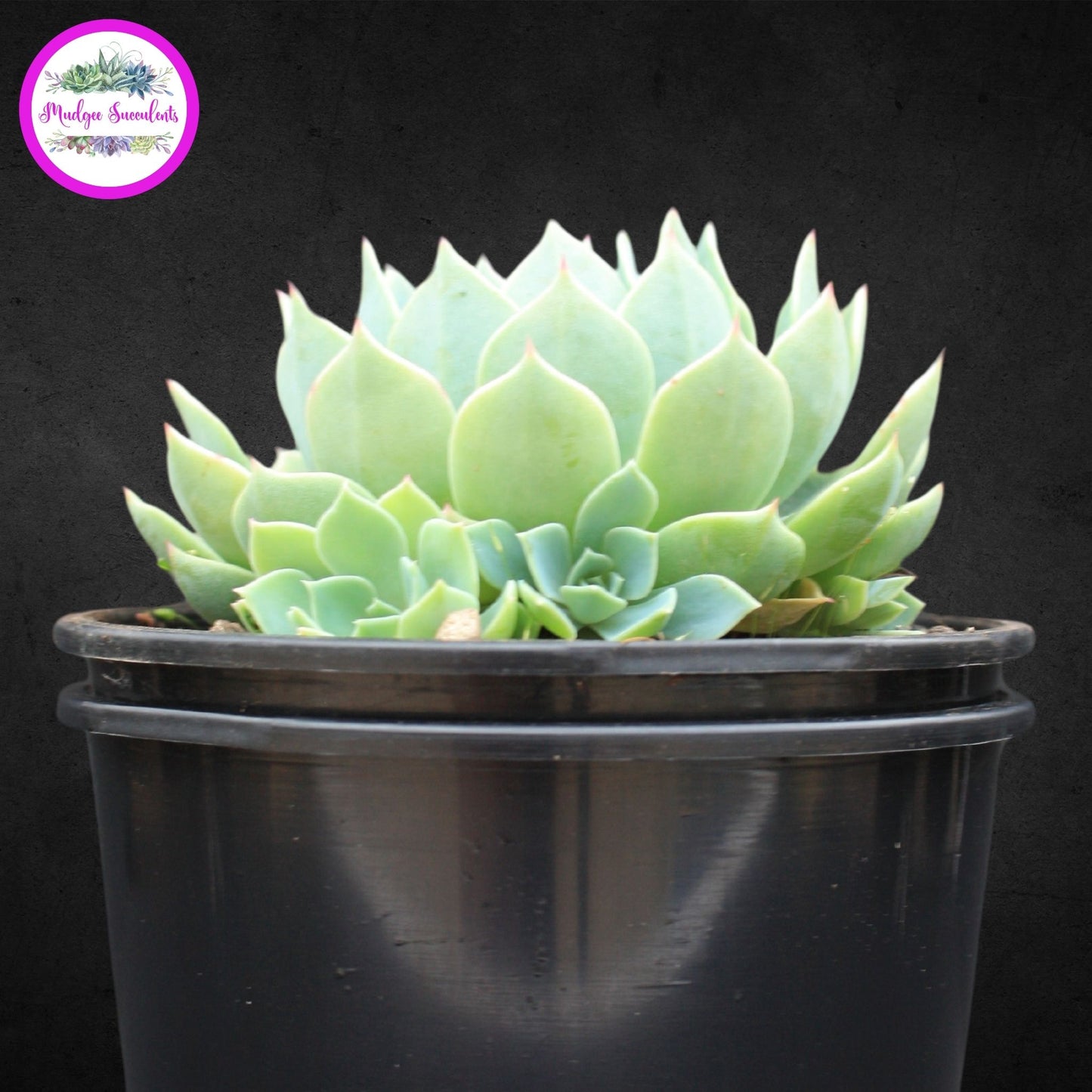 Succulent Plant - Echeveria secunda - Mudgee Succulents Online Shop