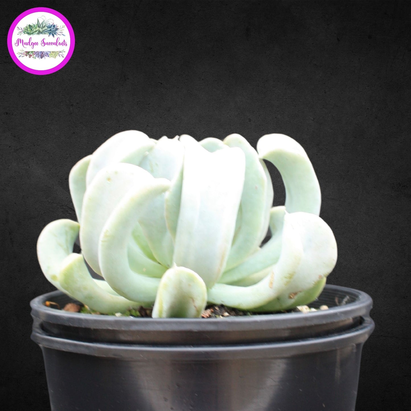 Succulent Plant - Echeveria 'Topsy Turvy' - Mudgee Succulents Online Shop