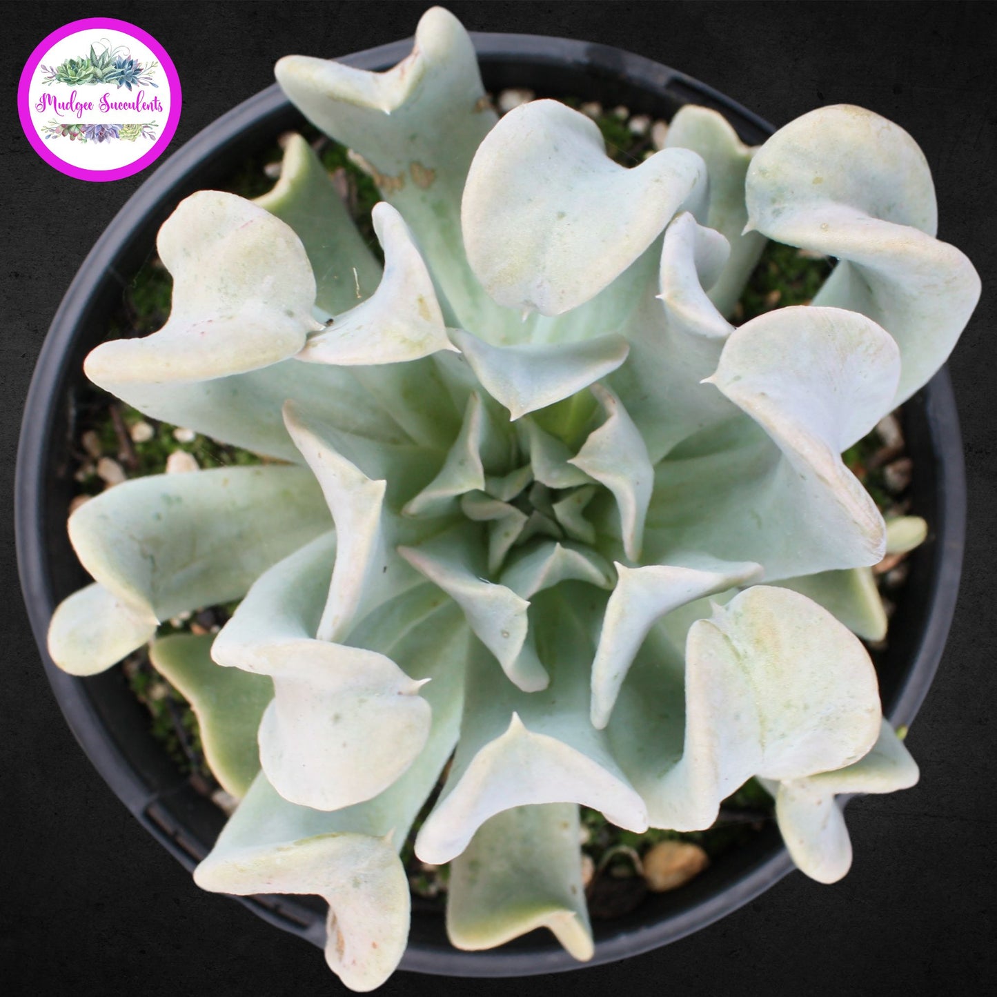 Echeveria runyonii ‘Topsy Turvy'