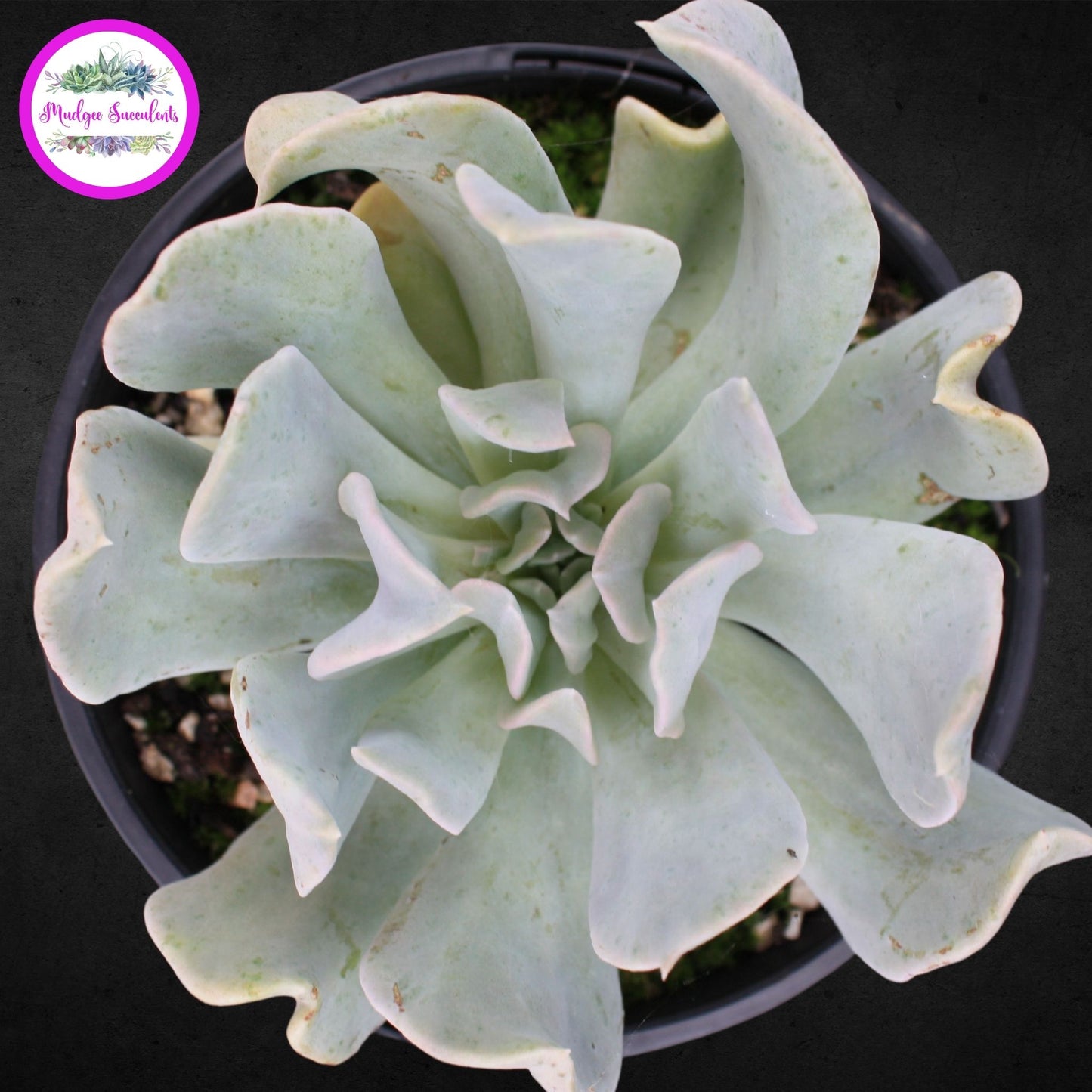 Succulent Plant - Echeveria 'Topsy Turvy' - Mudgee Succulents Online Shop