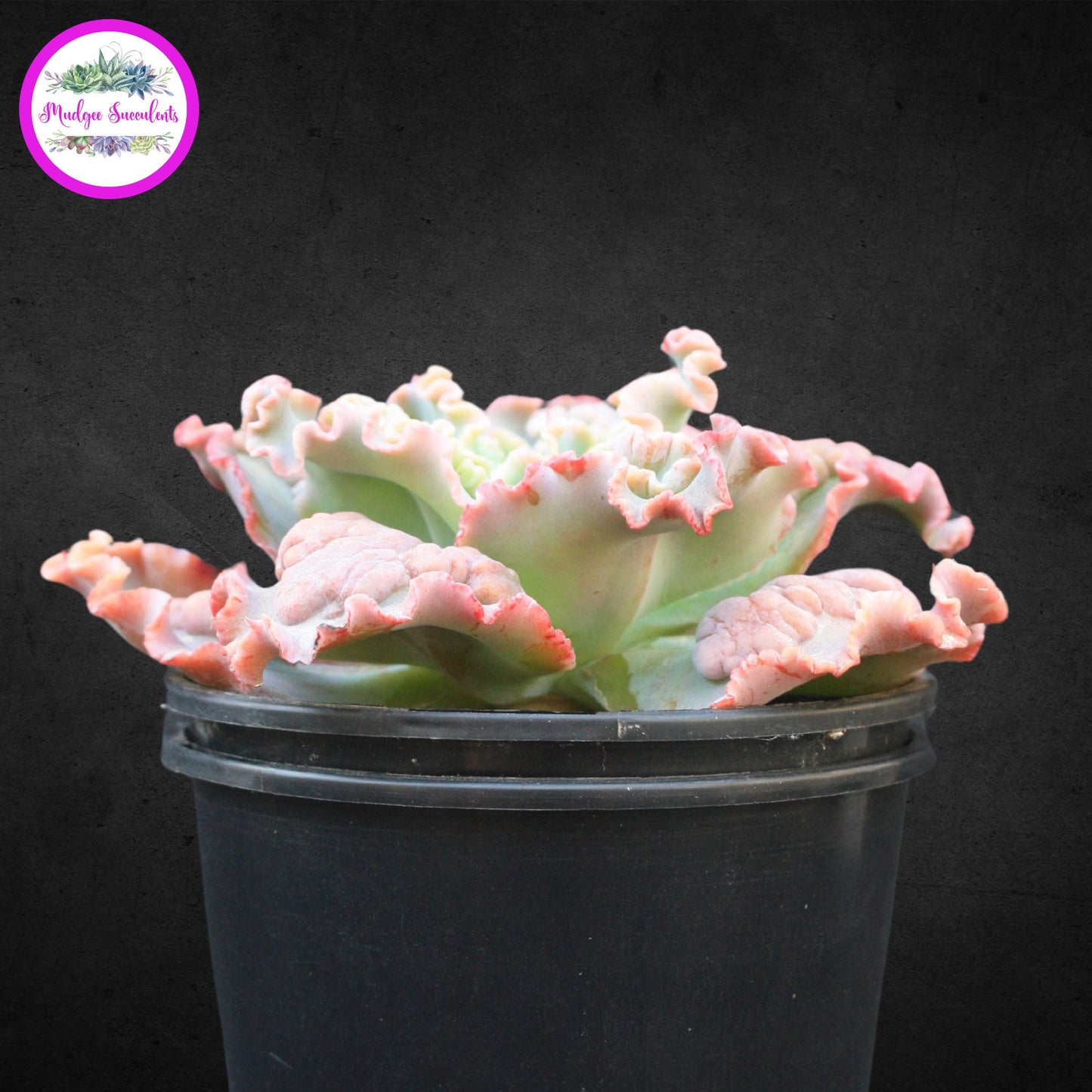 Succulent Plant - Echeveria 'Verrugas' - Mudgee Succulents Online Shop