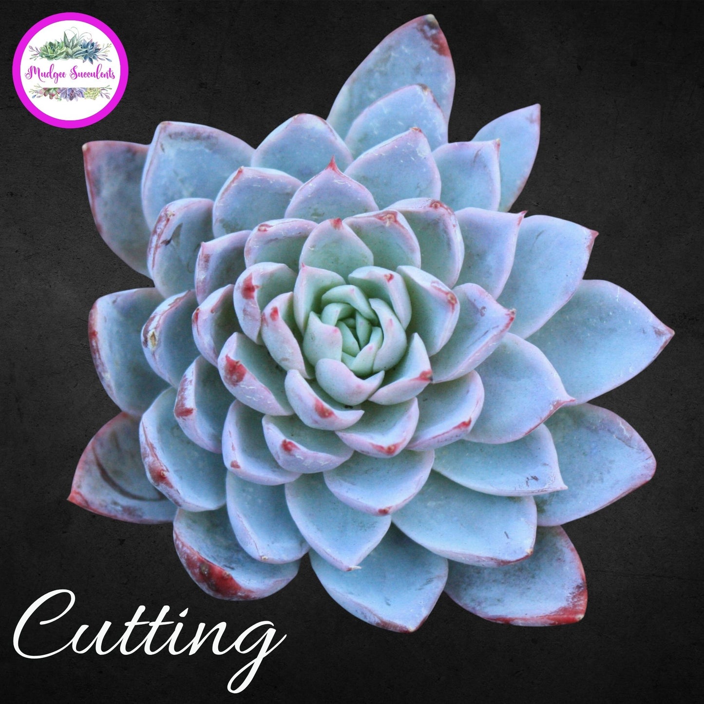 Echeveria 'Violet Queen'