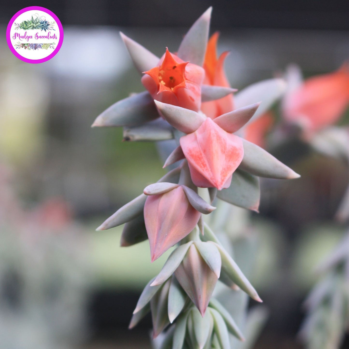 Echeveria runyonii 'Dr Butterfield' Flowers - Mudgee Succulents Online Shop