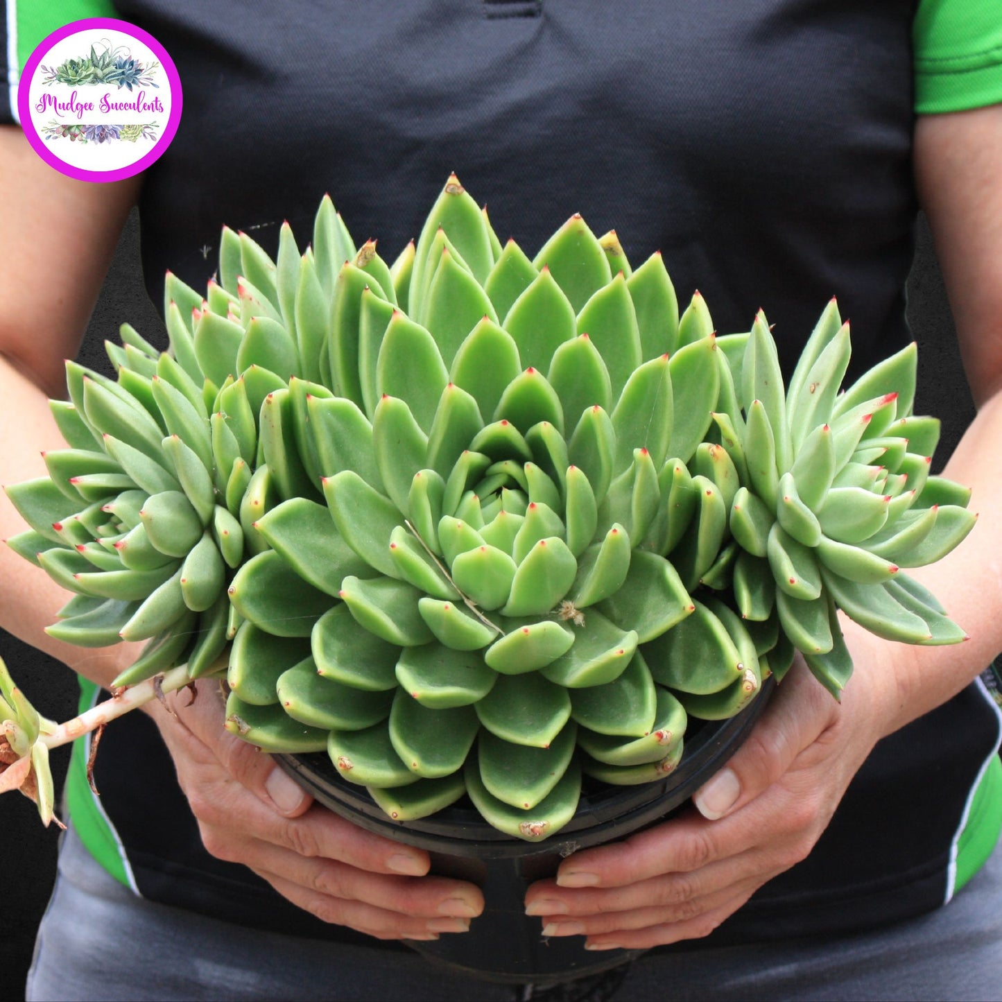 Echeveria agavoides 'Lemaire' - Mudgee Succulents Online Shop