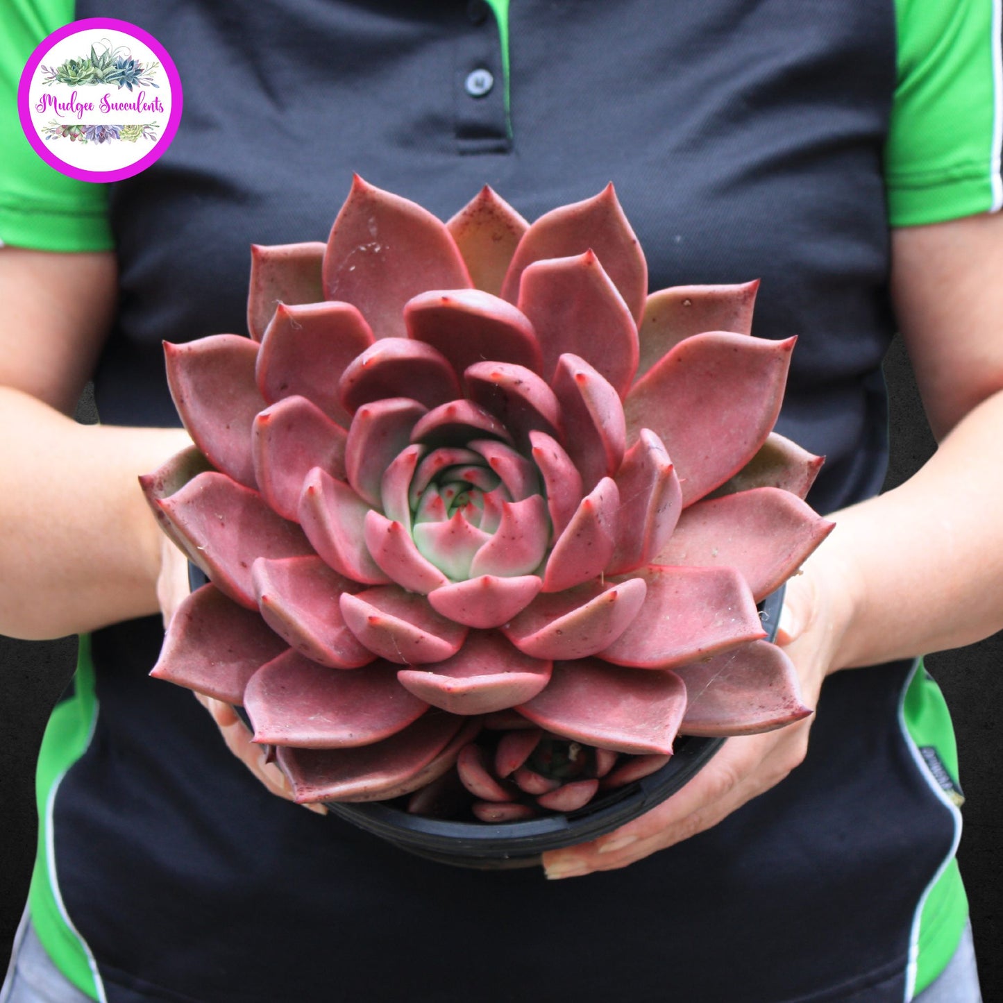 Echeveria agavoides 'Romeo' - Mudgee Succulents Online Shop