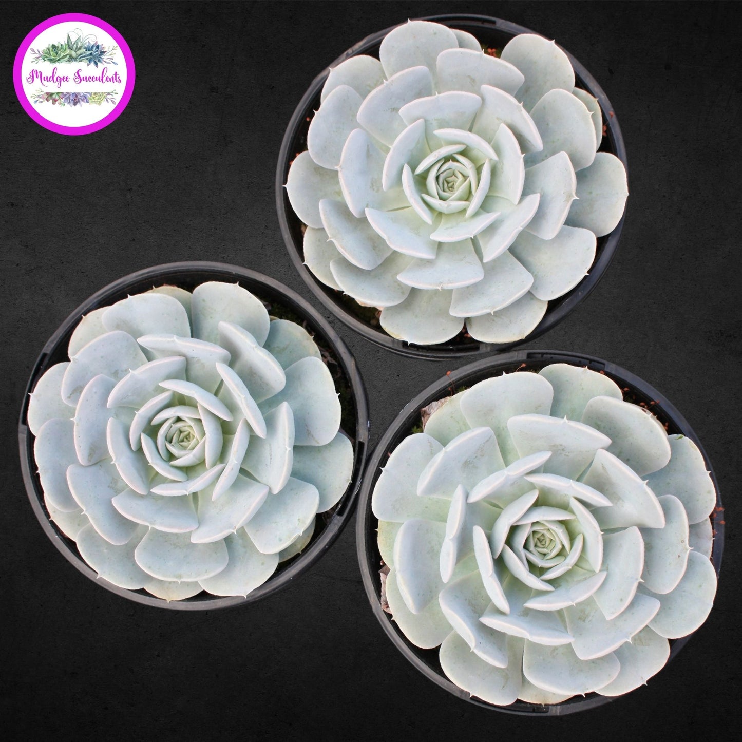 Echeveria runyonii 'Dr Butterfield' - Mudgee Succulents Online Shop