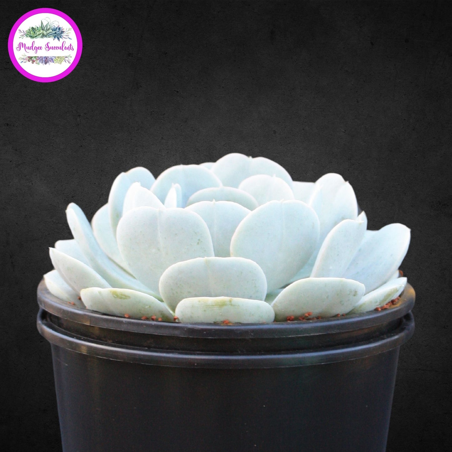 Echeveria runyonii 'Dr Butterfield' - Mudgee Succulents Online Shop