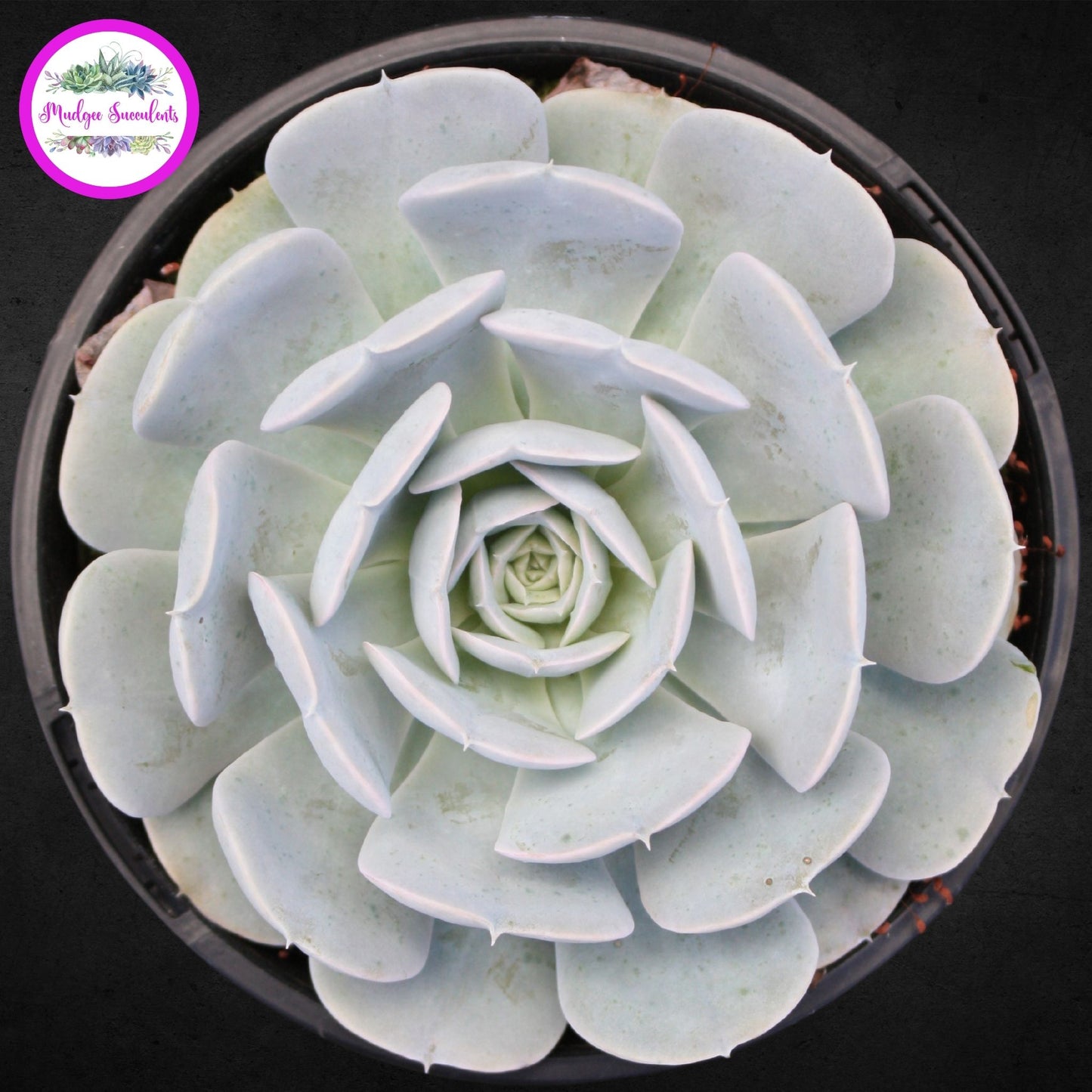 Echeveria runyonii 'Dr Butterfield' - Mudgee Succulents Online Shop