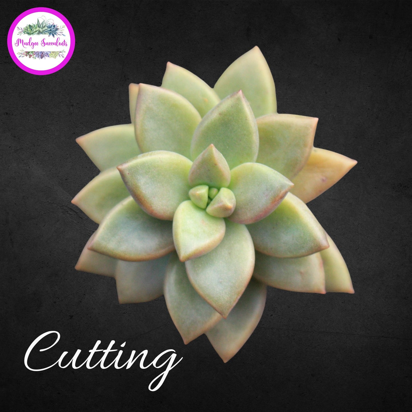 Graptosedum Bronze