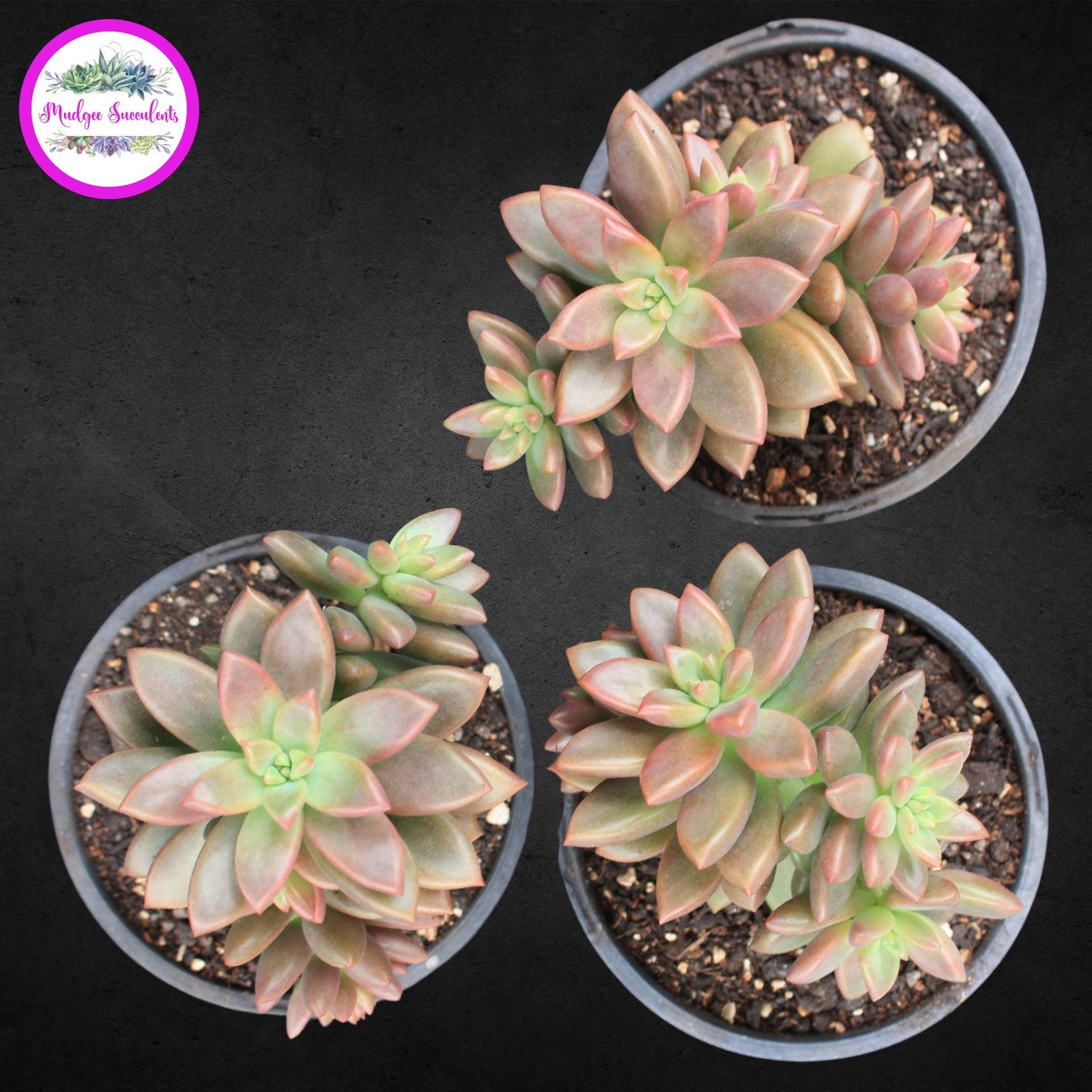 Graptosedum Bronze