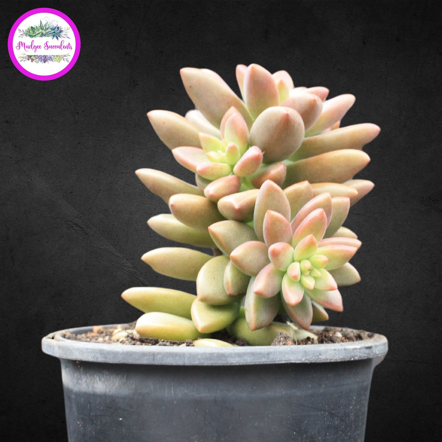 Graptosedum Bronze