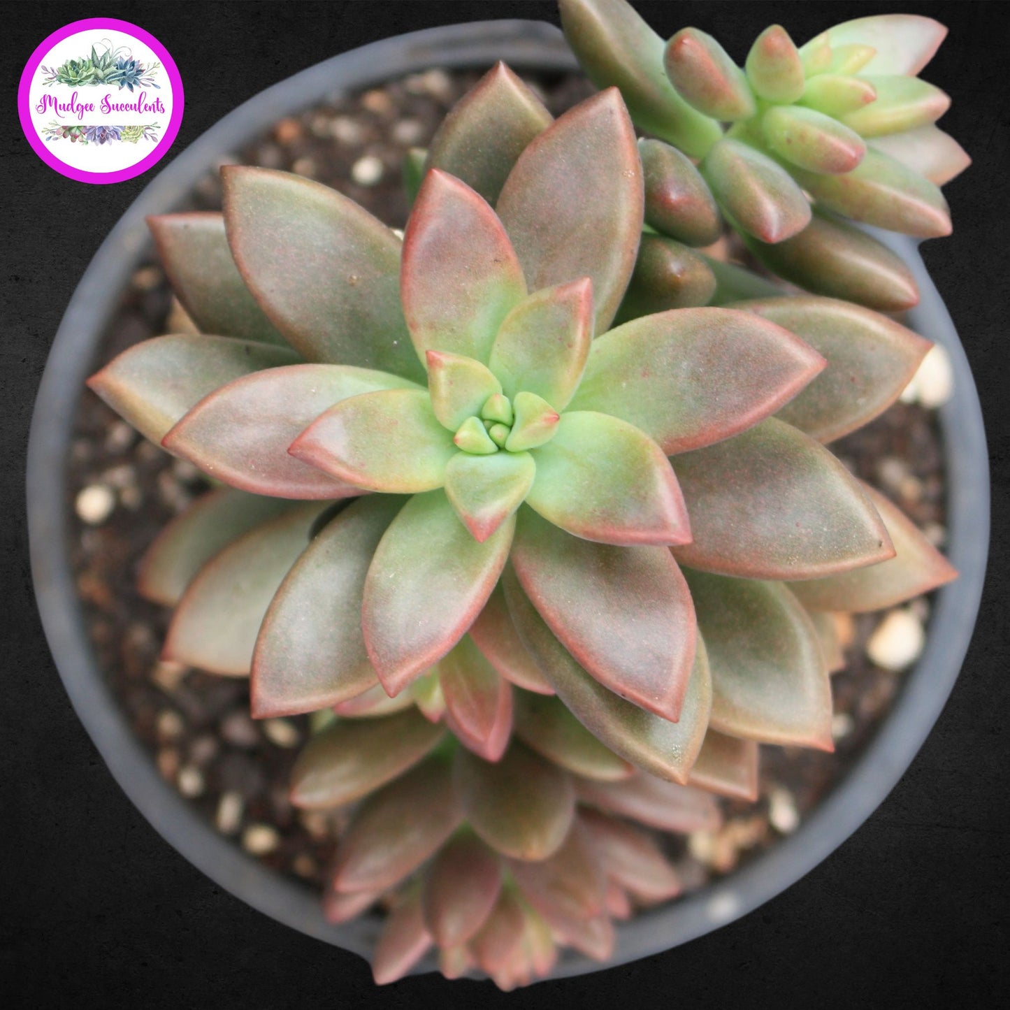 Graptosedum Bronze