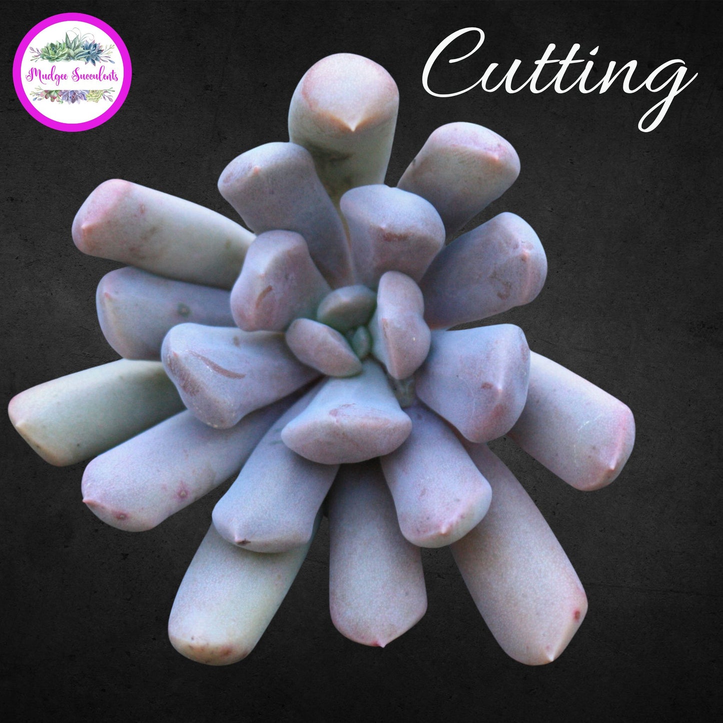 Succulent Plant - Graptoveria 'Topsy Debbi' - Mudgee Succulents