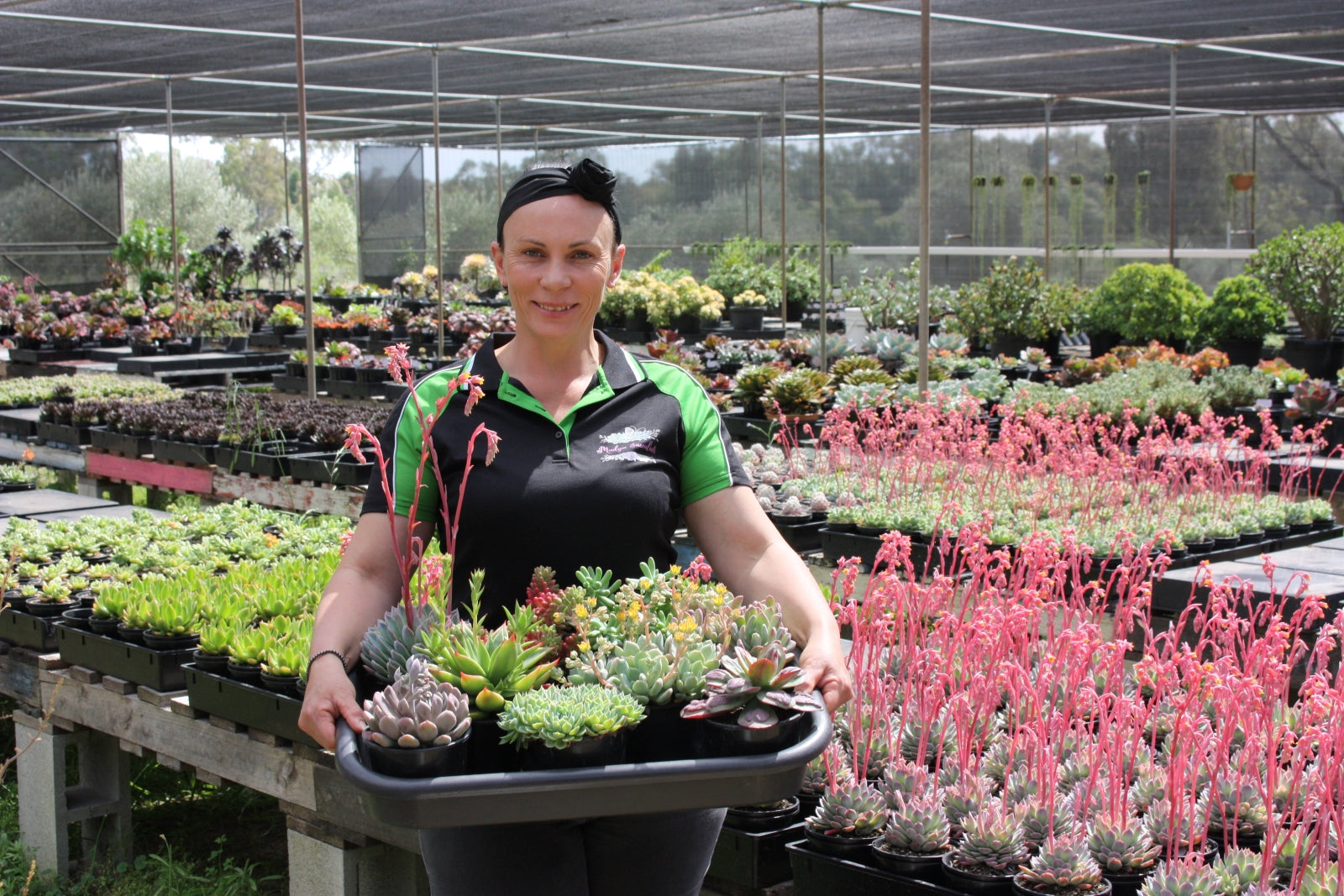 Photo of a woman holding a tray full of beautiful coloured succulents, in the background are succulent plants growing in the nursery
