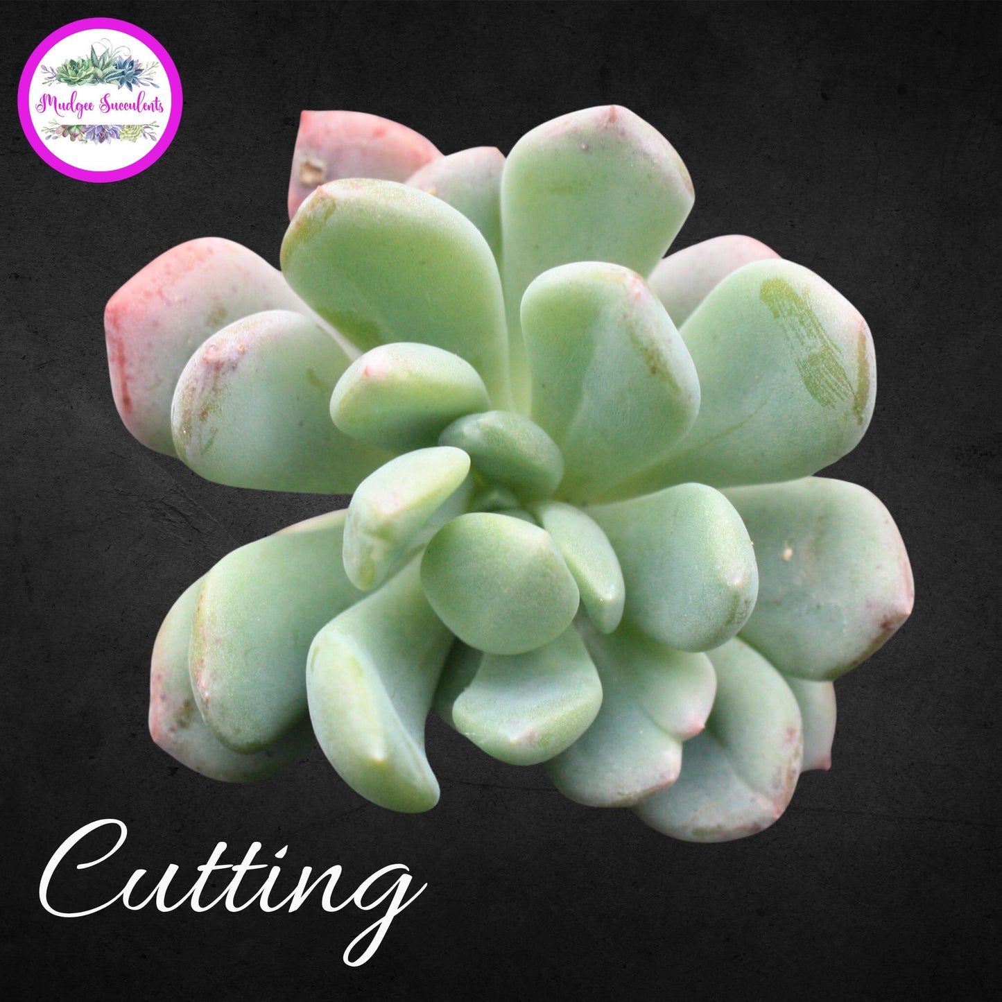 Succulent Plant - Pachyveria ‘Scheideckeri’ - Mudgee Succulents Online Shop