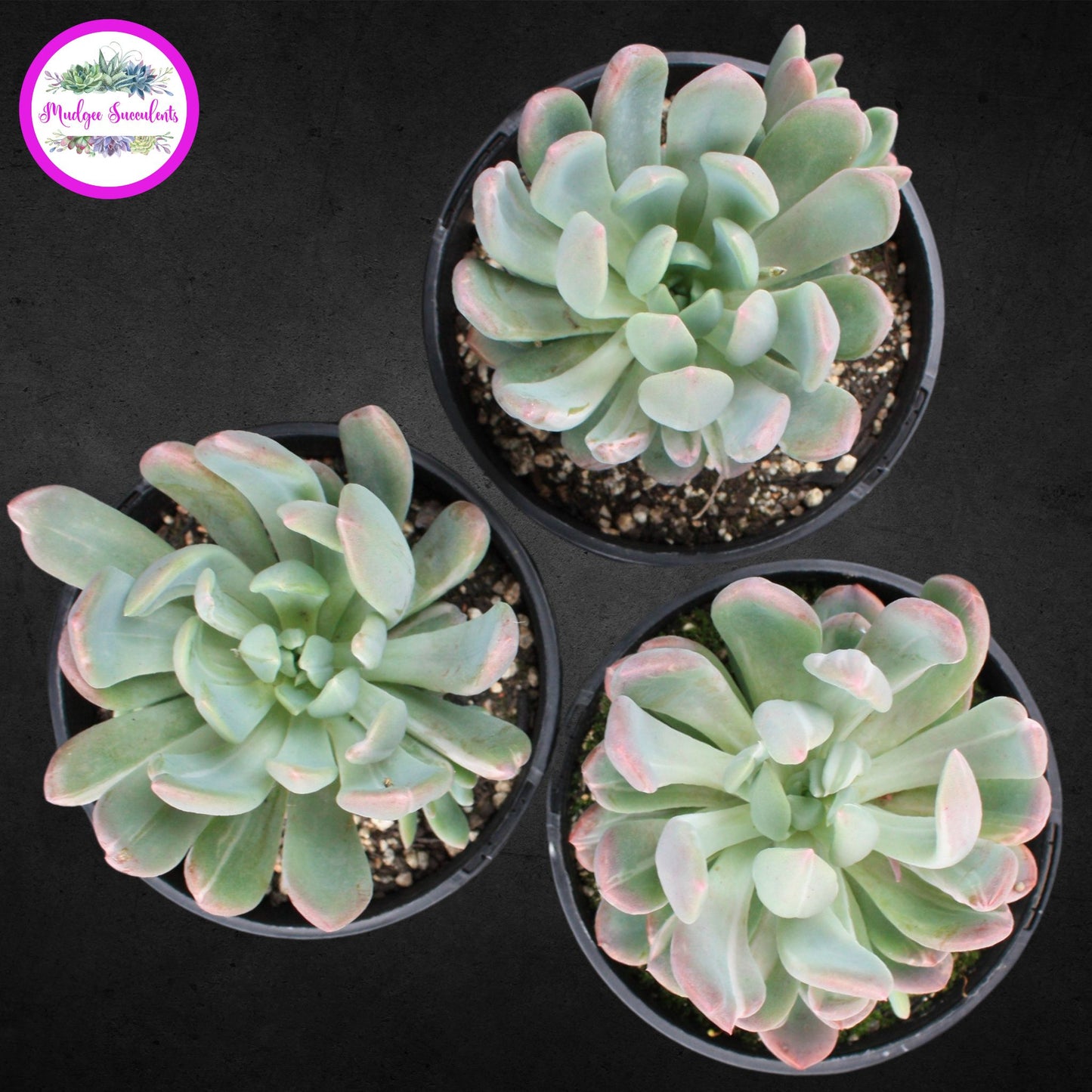 Succulent Plant - Pachyveria ‘Scheideckeri’ - Mudgee Succulents Online Shop