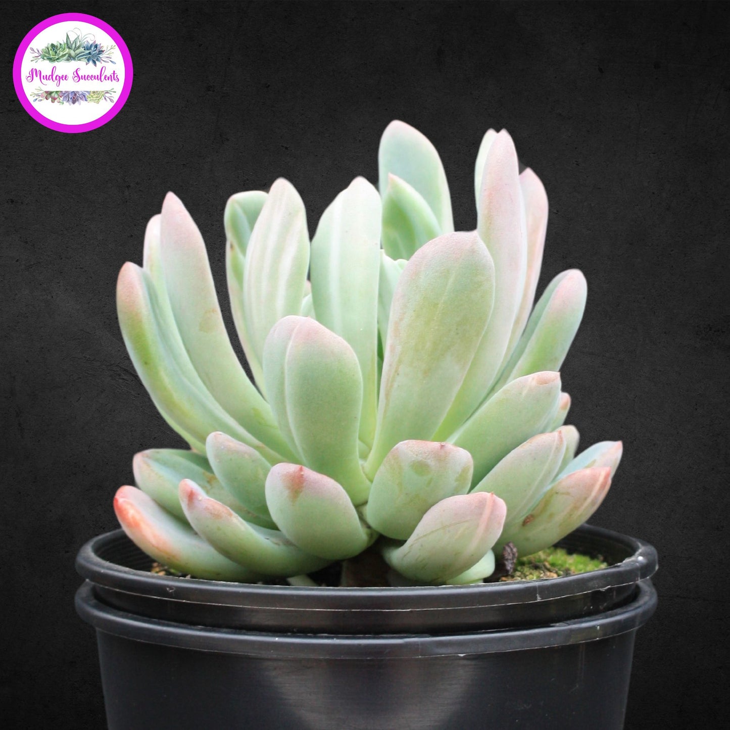 Succulent Plant - Pachyveria ‘Scheideckeri’ - Mudgee Succulents Online Shop