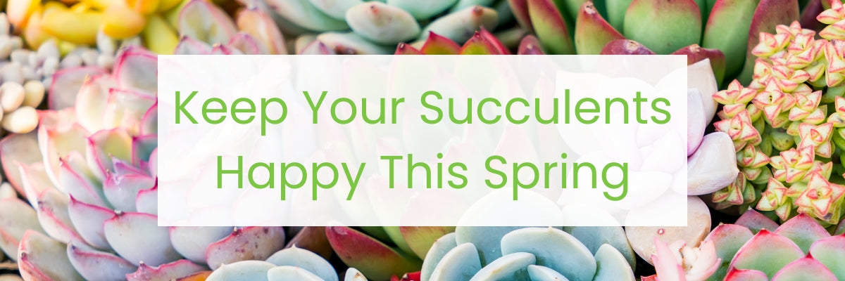 Colorful succulents with a text overlay 'Keep Your Succulents Happy This Spring' on a white background.