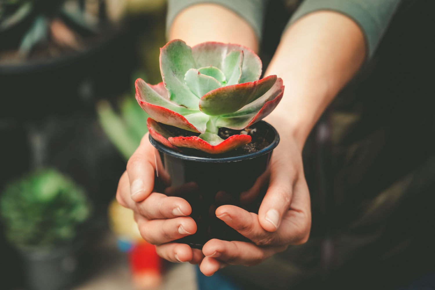 Echeveria - Mudgee Succulents 