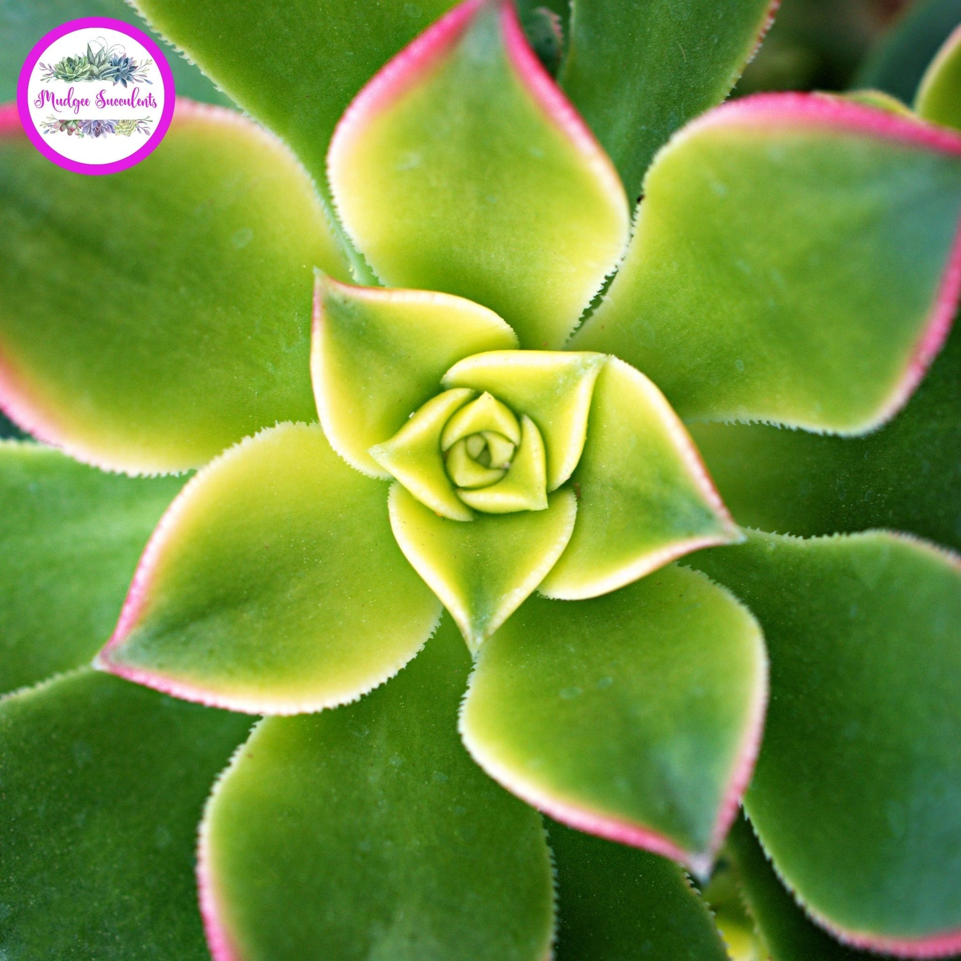Succulent Plant - Aeonium 'Dream Color' - Mudgee Succulents Online Shop