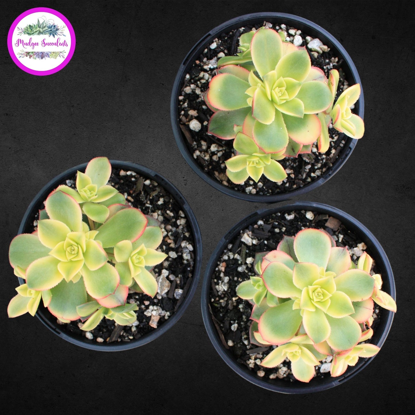 Succulent Plant - Aeonium 'Dream Color' - Mudgee Succulents Online Shop