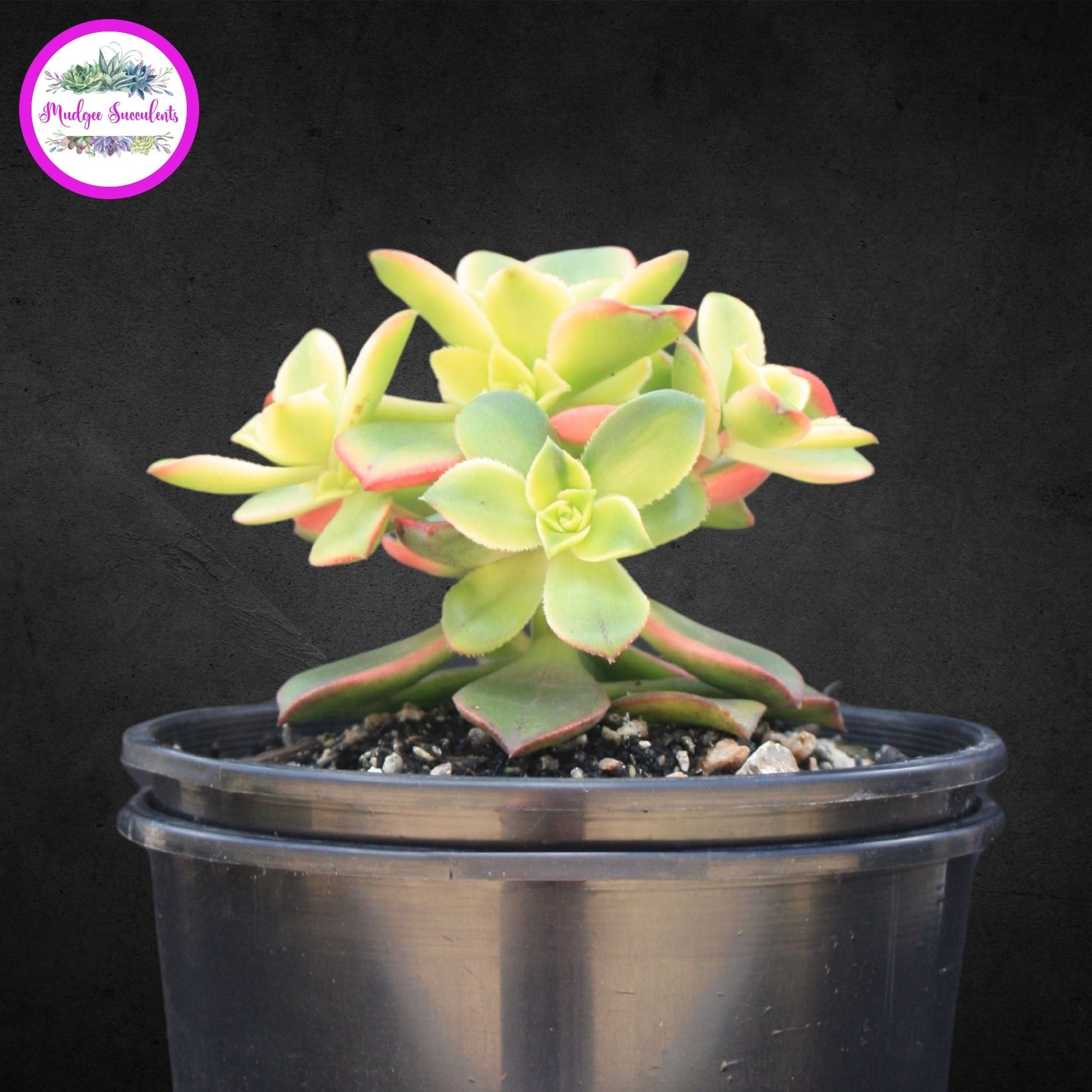 Succulent Plant - Aeonium 'Dream Color' - Mudgee Succulents Online Shop