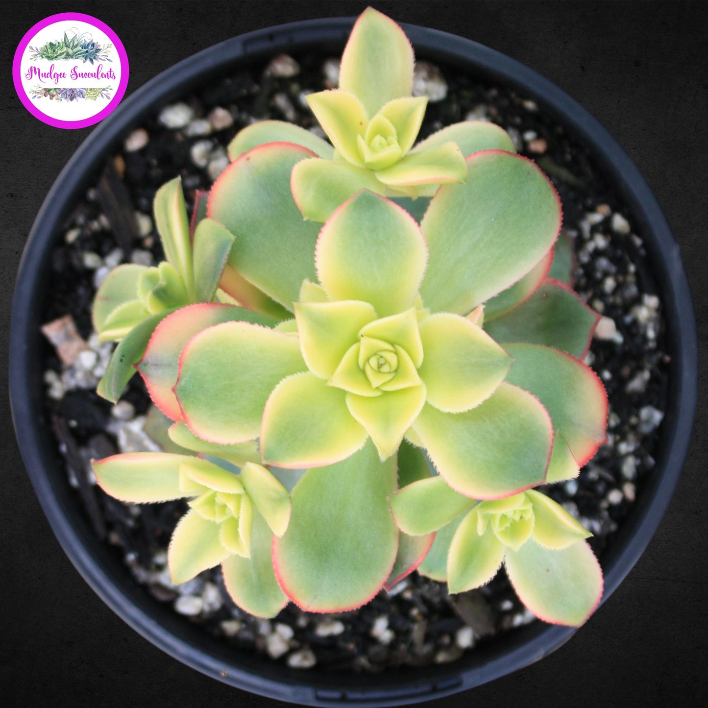Succulent Plant - Aeonium 'Dream Color' - Mudgee Succulents Online Shop