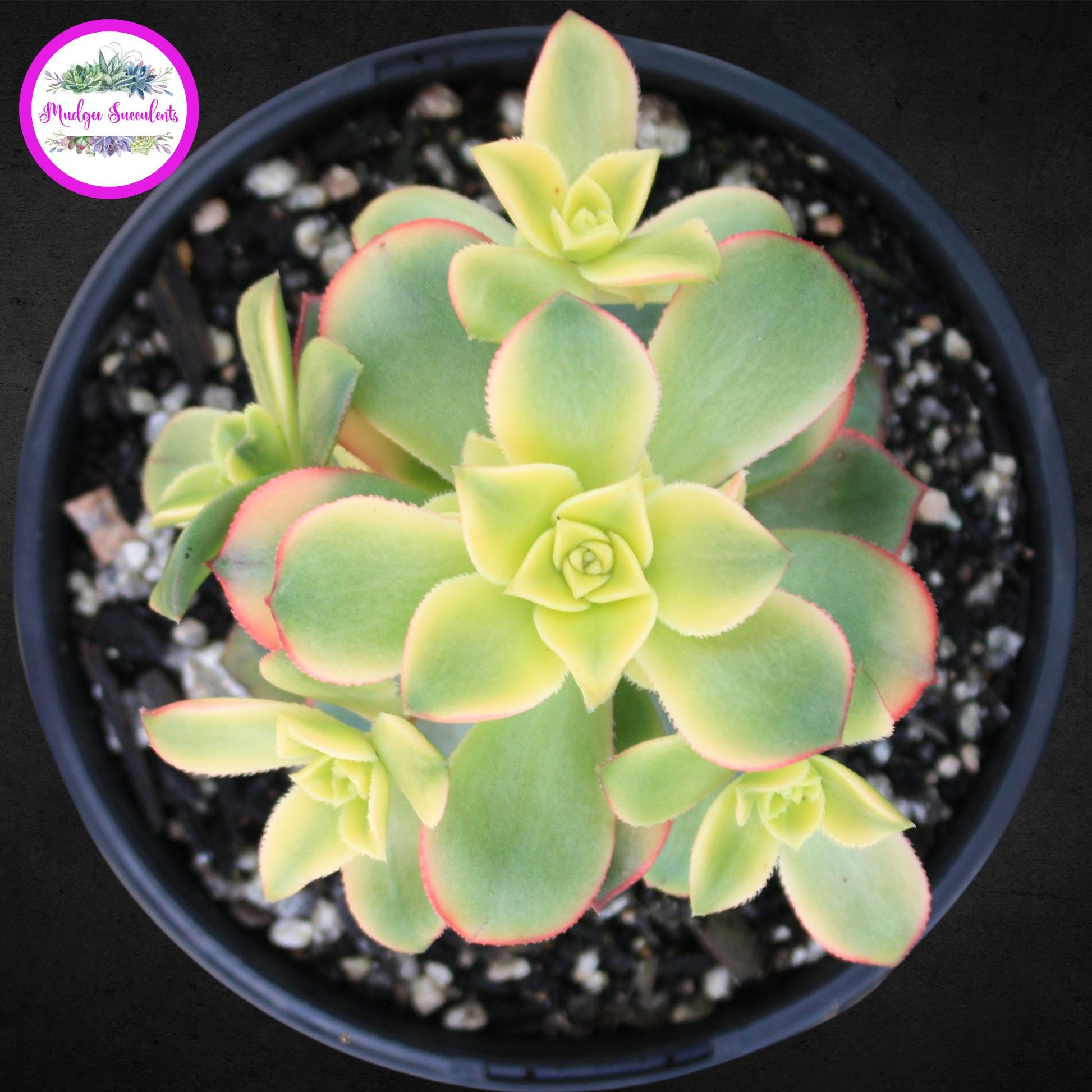 Succulent Plant - Aeonium 'Dream Color' - Mudgee Succulents Online Shop