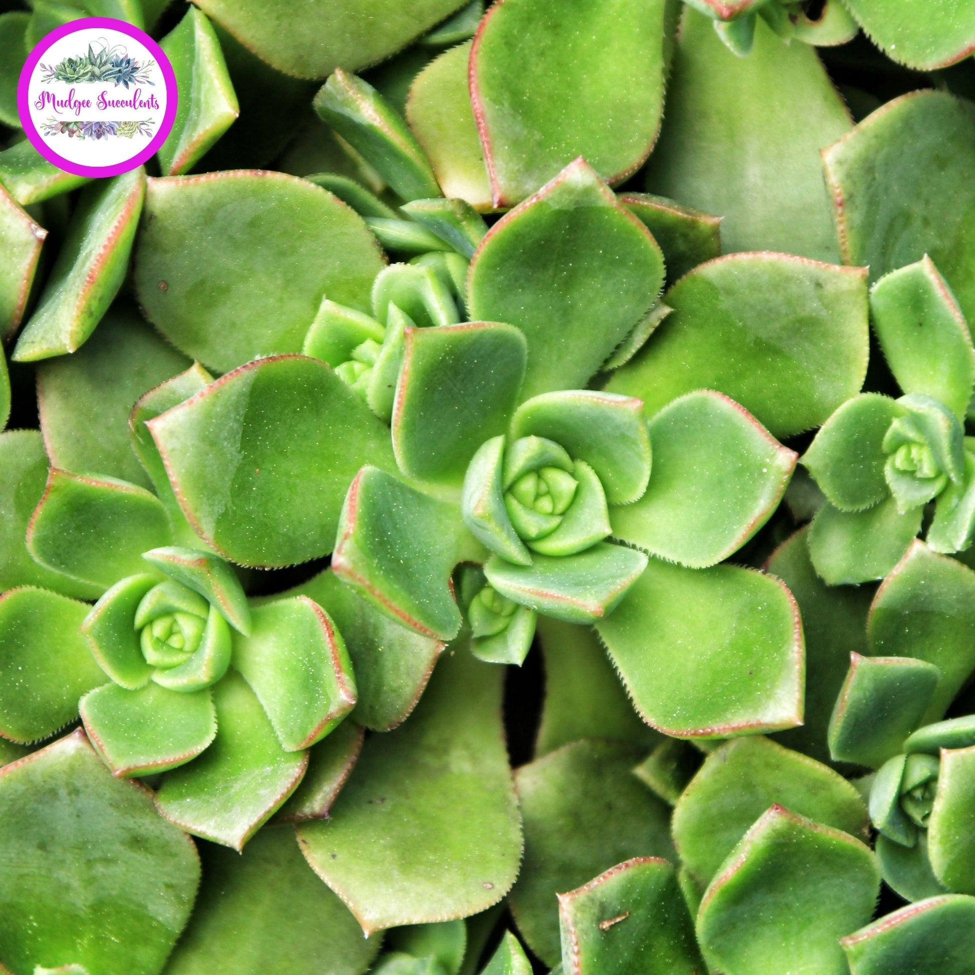 Succulent Plant - Aeonium haworthii - Mudgee Succulents Online Shop