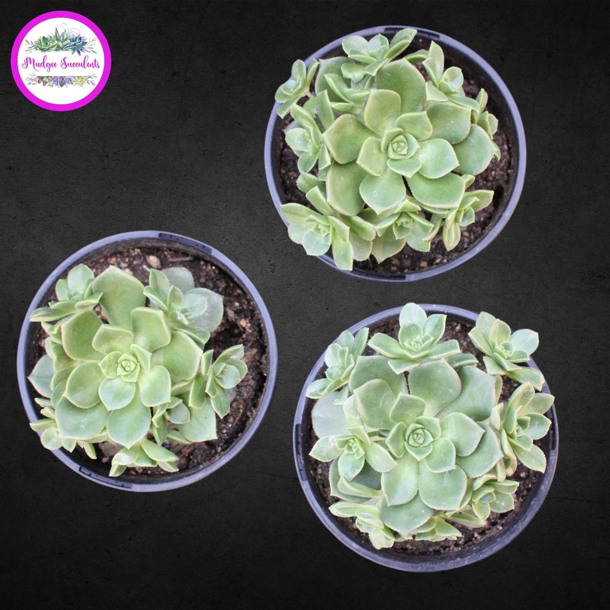 Succulent Plants - Aeonium haworthii - Mudgee Succulents Online Shop