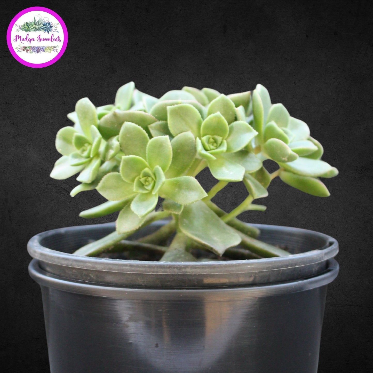 Succulent Plant - Aeonium haworthii - Mudgee Succulents Online Shop