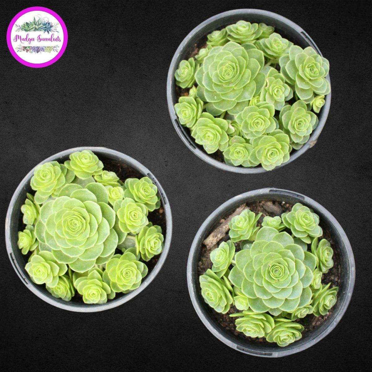 Succulent plant - Aeonium aureum - Mudgee Succulents Online Shop