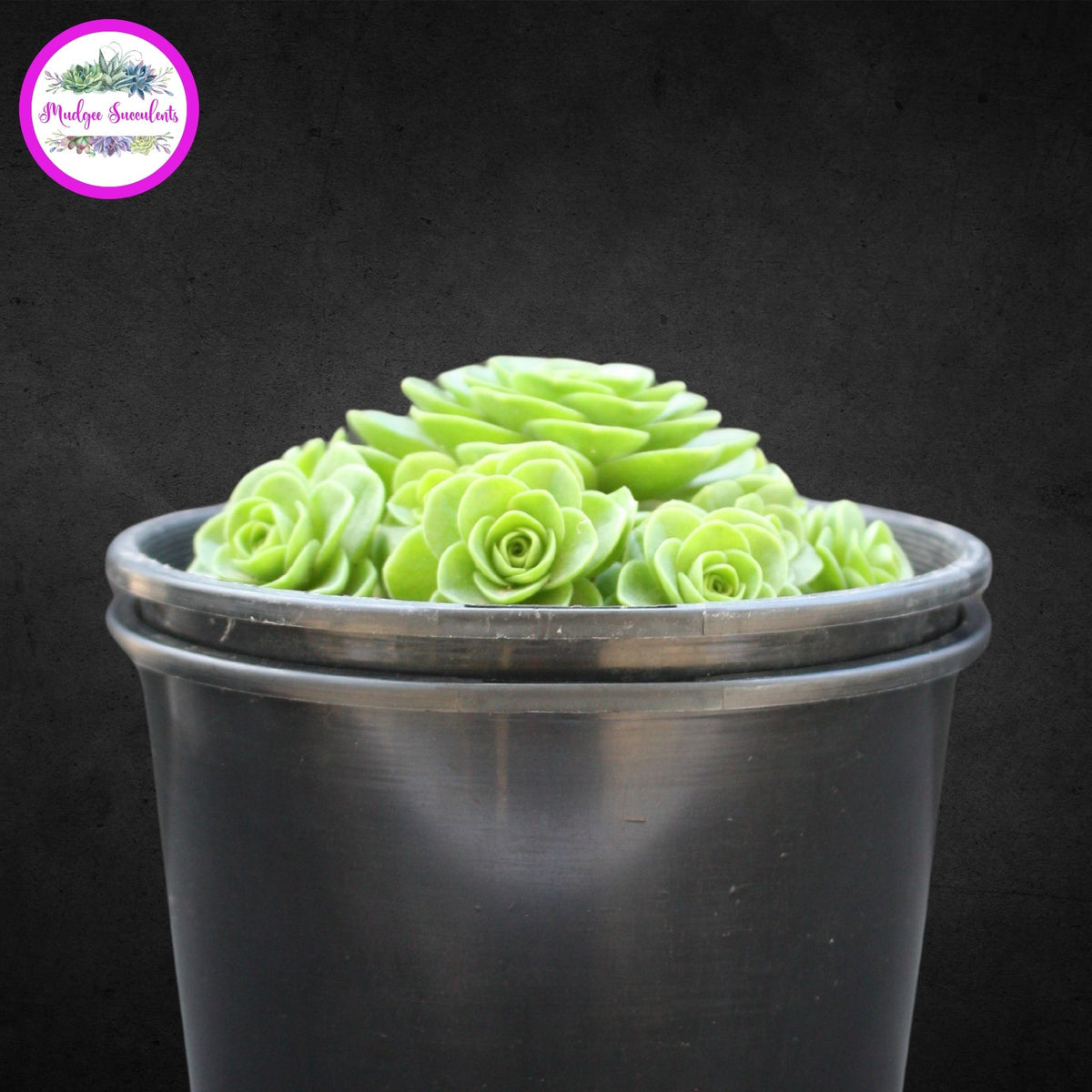 Succulent plant - Aeonium aureum - Mudgee Succulents Online Shop