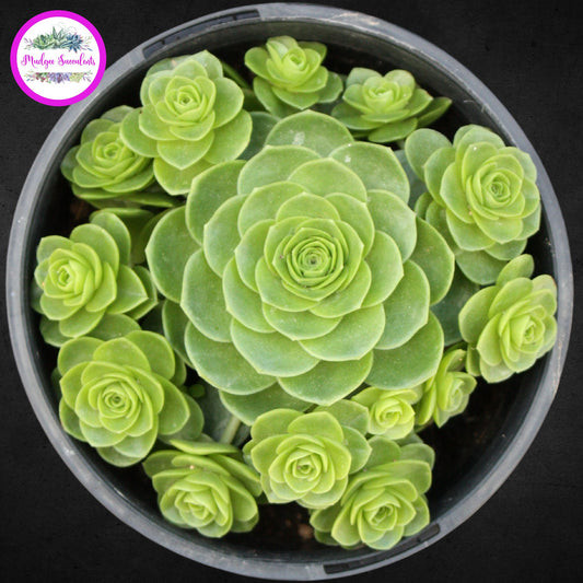 Aeonium aureum - Top Square