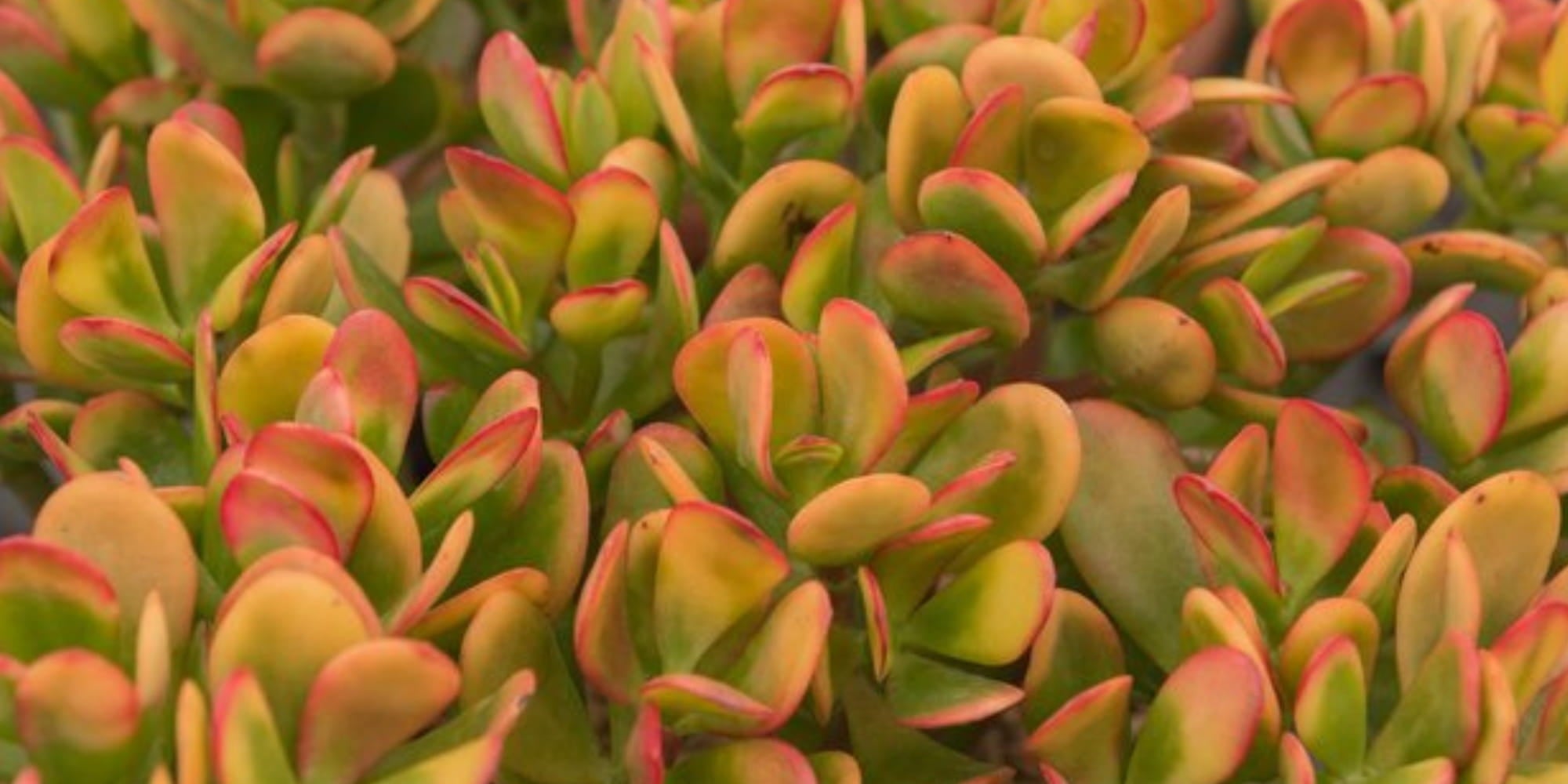 Banner of colourful succulent leaves  - Crassula Hummel's Sunset.