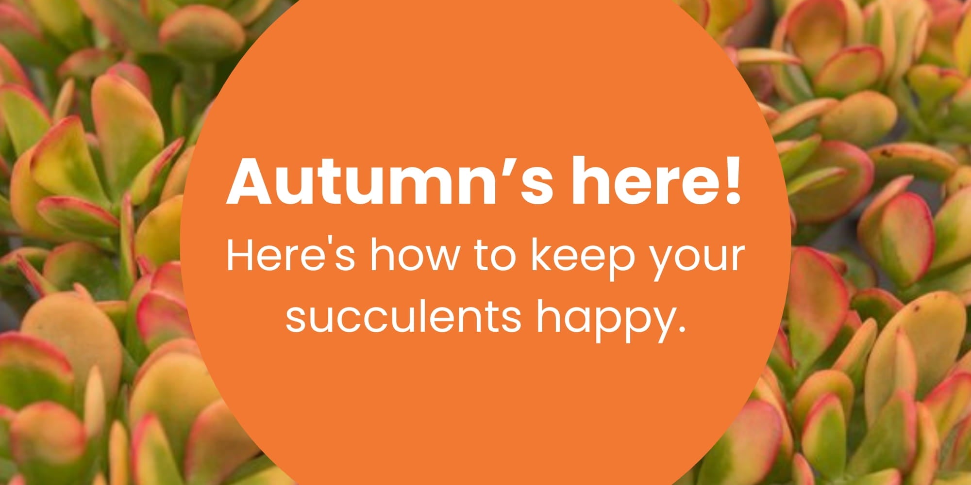 Autumn succulent care banner with jade plant background and text reading ‘Autumn is here! Here’s how to keep your succulents happy.