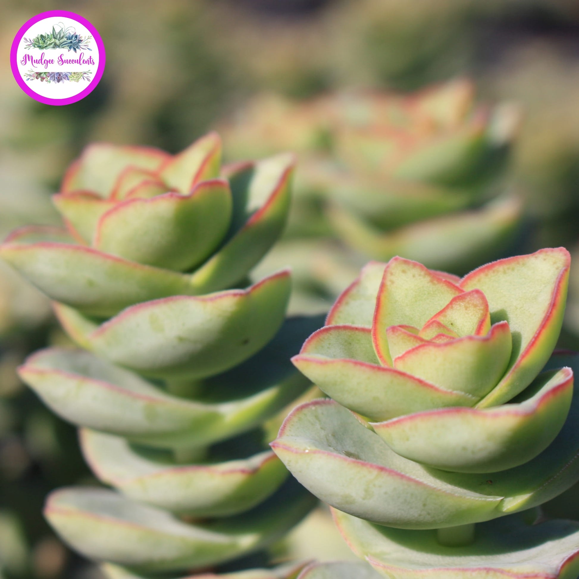 Crassula perforata ‘Giant Form’ succulents with green leaves and pink edges.