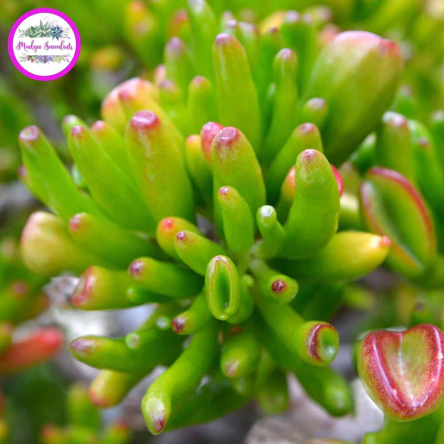 Crassula ovata ‘Gollum’