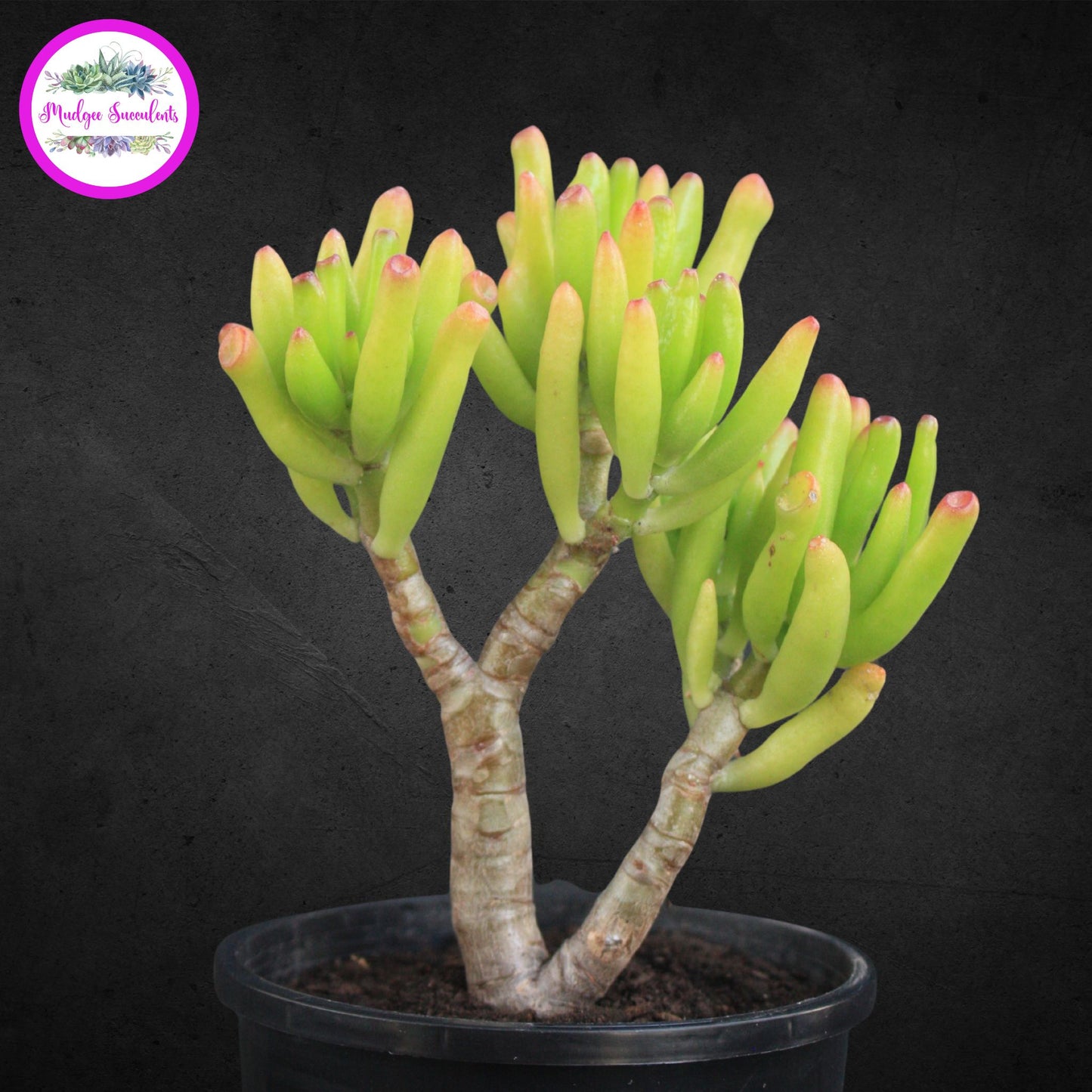Crassula ovata ‘Gollum’ succulent plant with tubular green leaves and red tips in a black pot, grown and sold by Mudgee Succulents Australia.