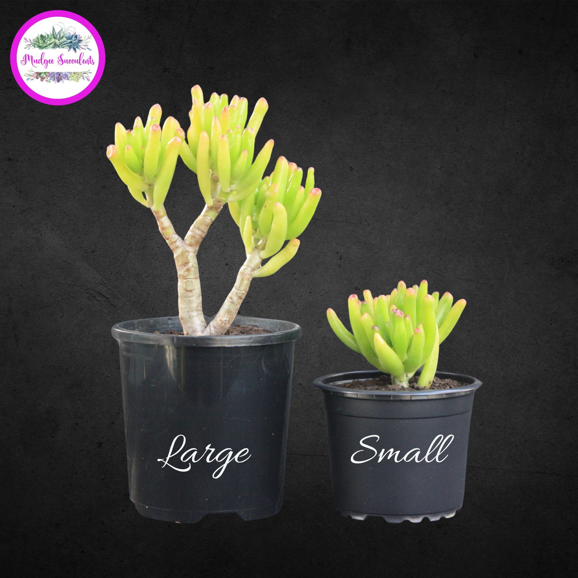 Size comparison of Crassula ovata ‘Gollum’ succulents in black pots labelled Large and Small from Mudgee Succulents Australia.