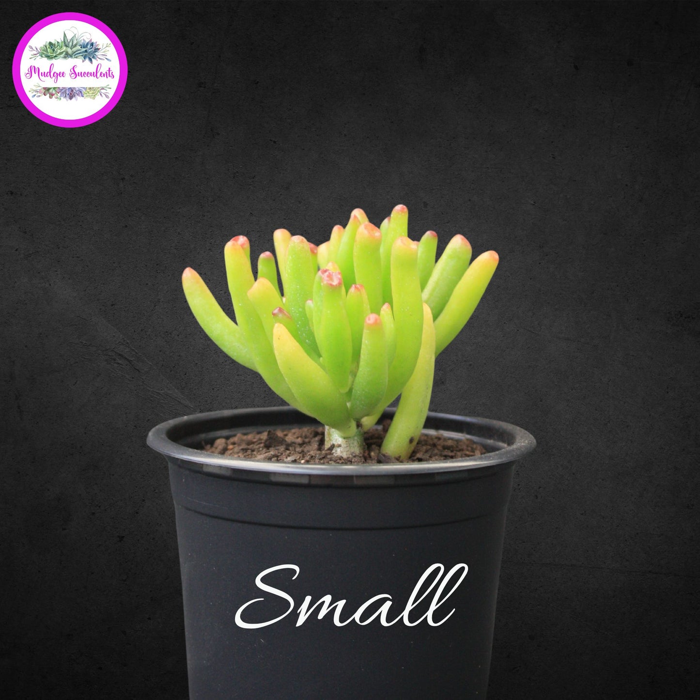 Crassula ovata ‘Gollum’ jade succulent plants showing Small size option, grown and sold by Mudgee Succulents Australia.