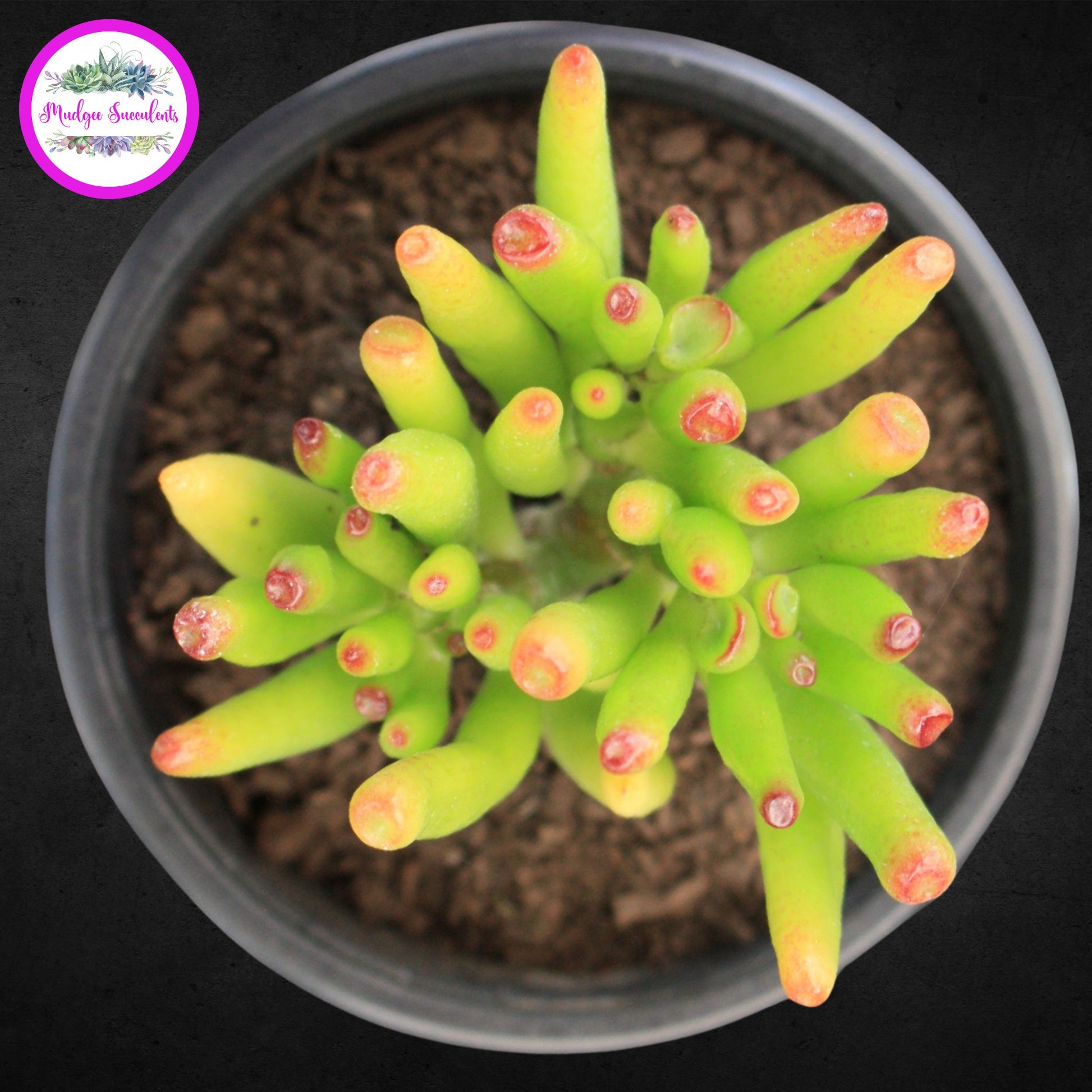 Healthy Crassula ovata ‘Gollum’ succulent plant grown by Mudgee Succulents Australia, featuring red-tipped tubular leaves.