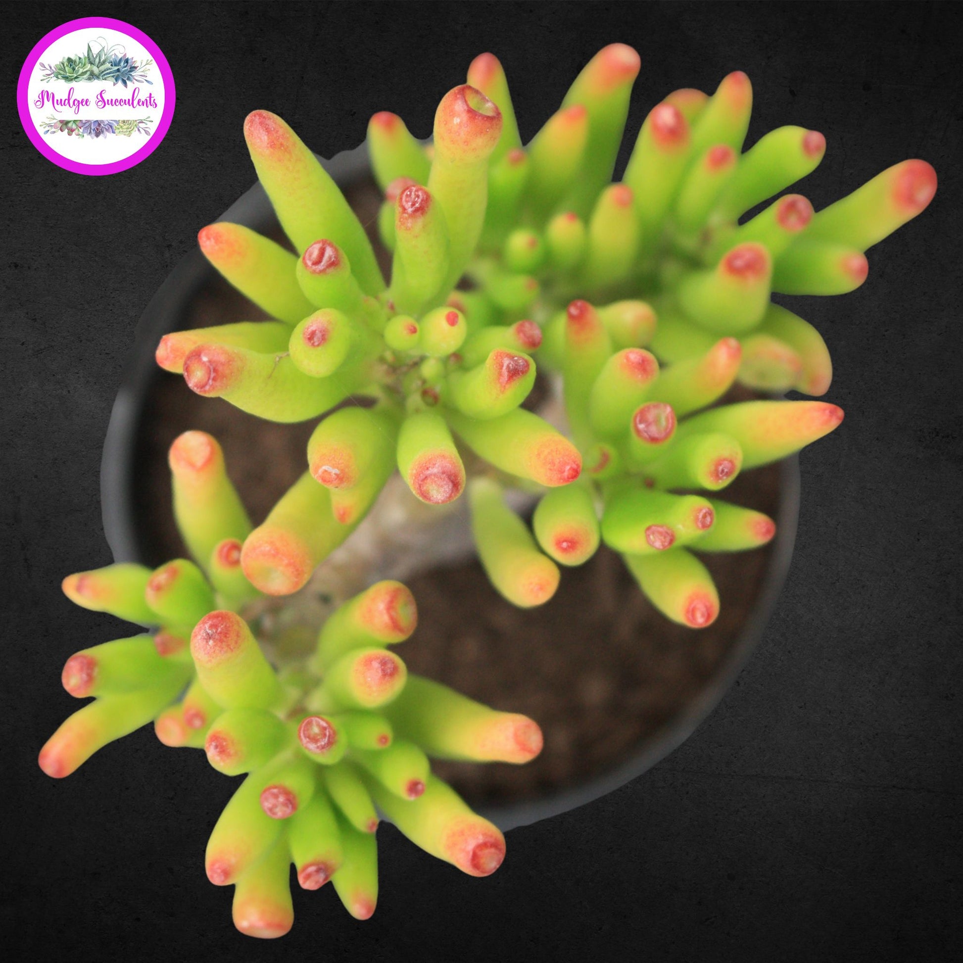 Australian-grown Crassula ovata ‘Gollum’ succulent in pot, showcasing vibrant green tubular leaves with red tips from Mudgee Succulents.