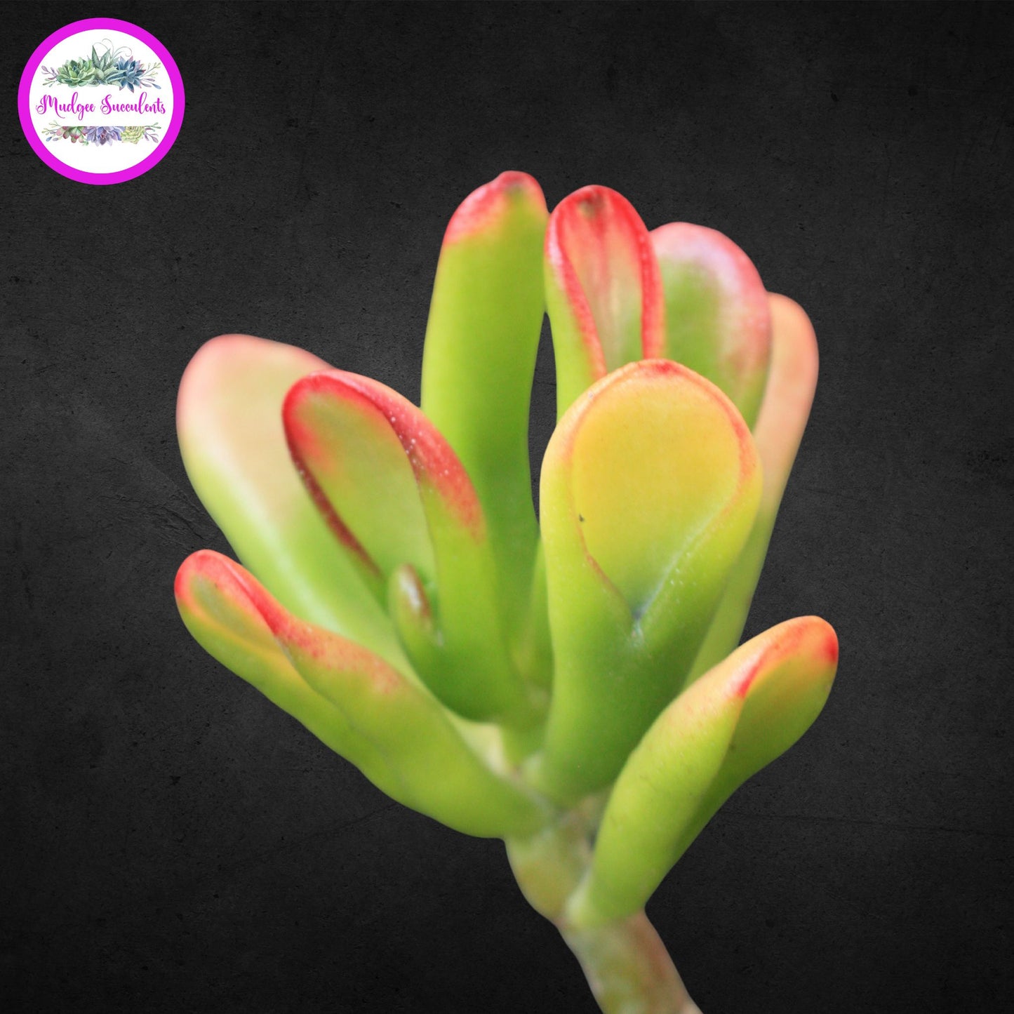 Close-up of Crassula ovata ‘Hobbit’ succulent leaves showing tubular green shape with red tips, photographed at Mudgee Succulents Australia.