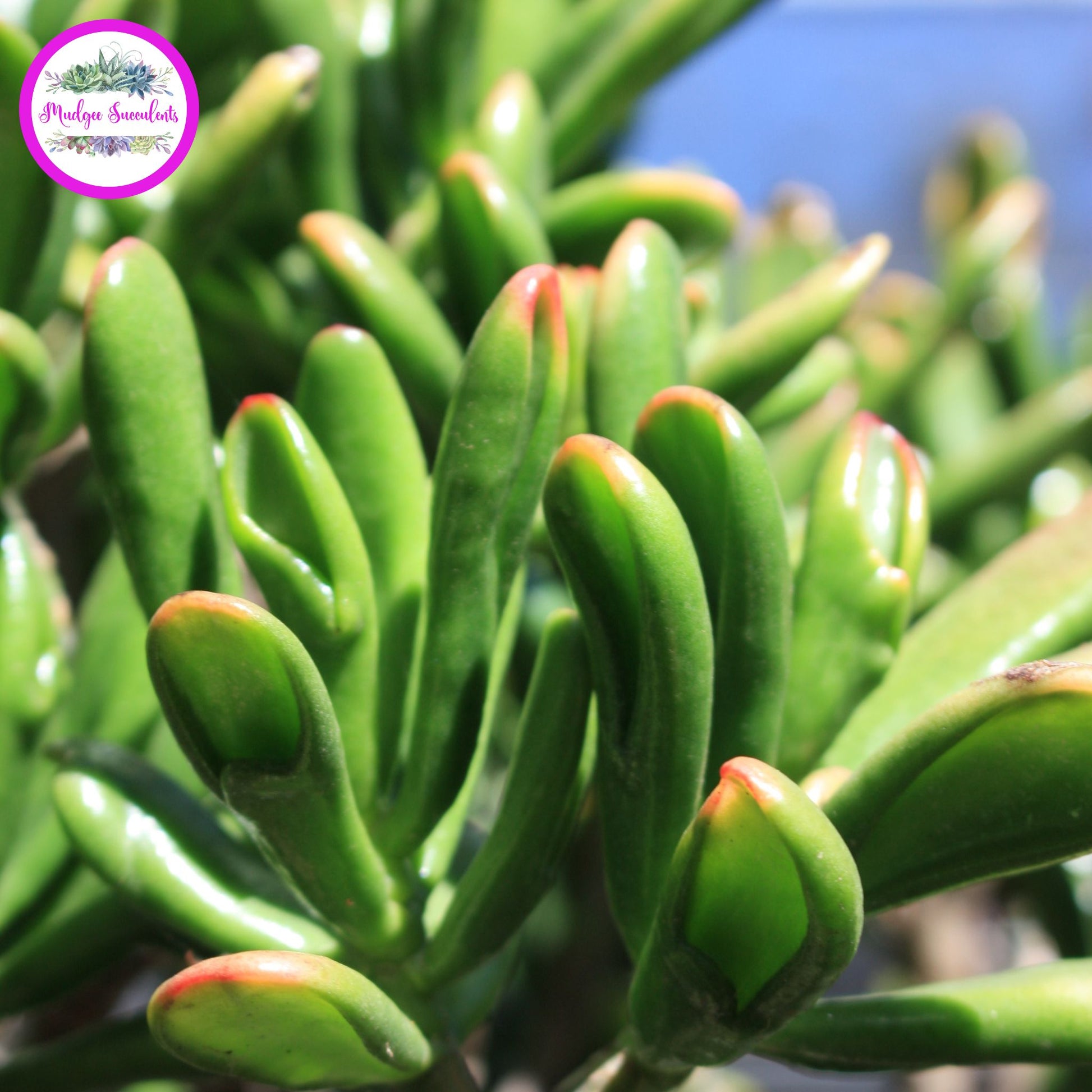 Close-up of Crassula ovata ‘Hobbit’ succulent leaves showing glossy tubular green tips with red edging, grown by Mudgee Succulents Australia.