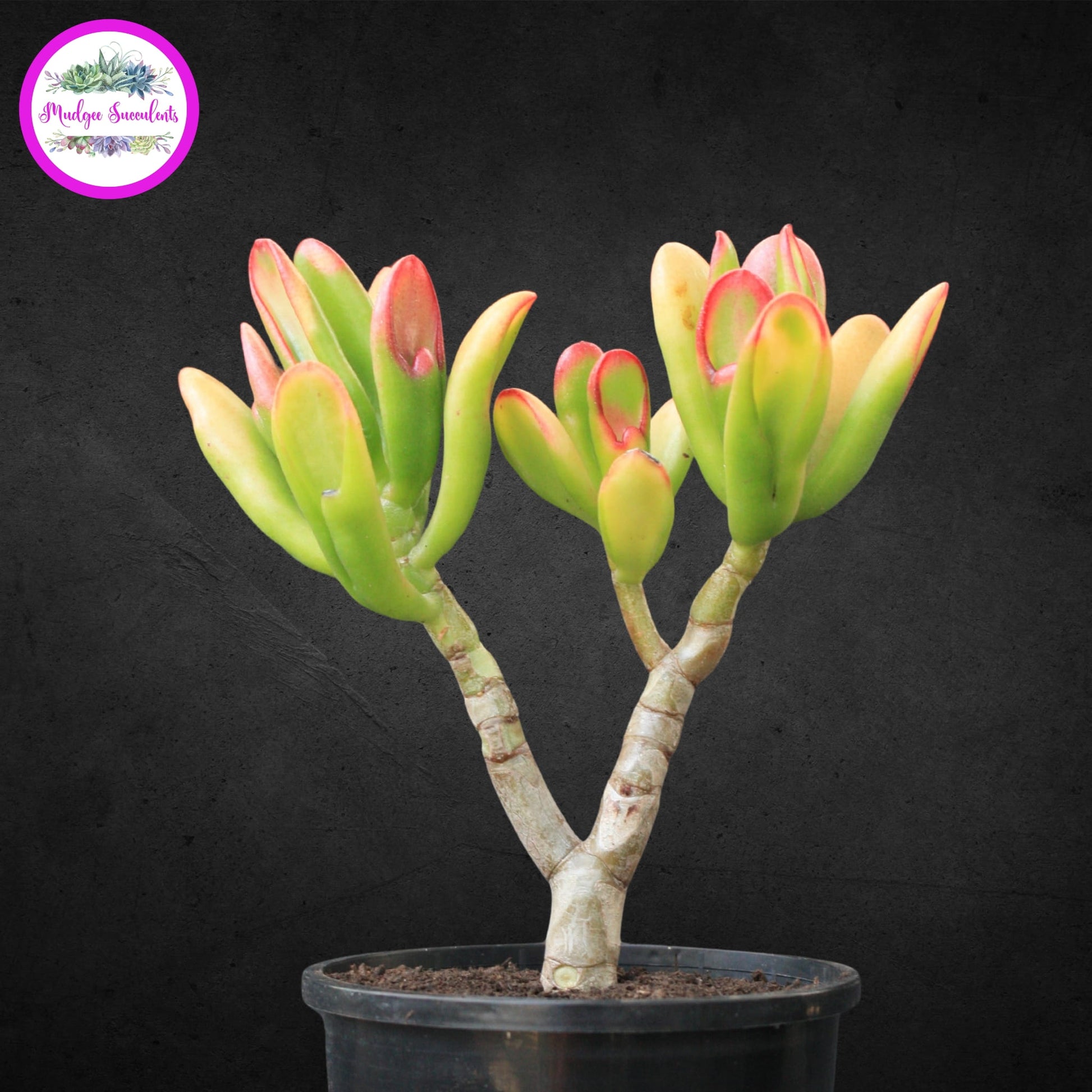 succulent crassula plant with tubular leaves Crassula ovata ‘Hobbit’