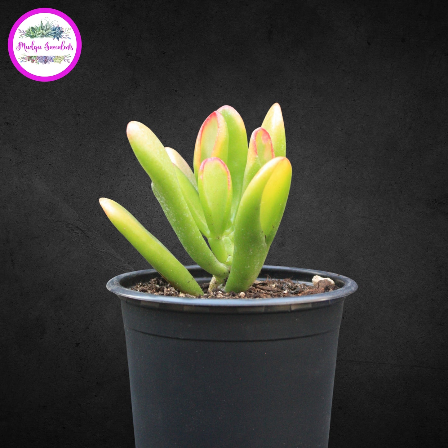 Small Crassula ovata ‘Hobbit’ succulent plant with red-tipped tubular green leaves in a black pot, available from Mudgee Succulents Australia.