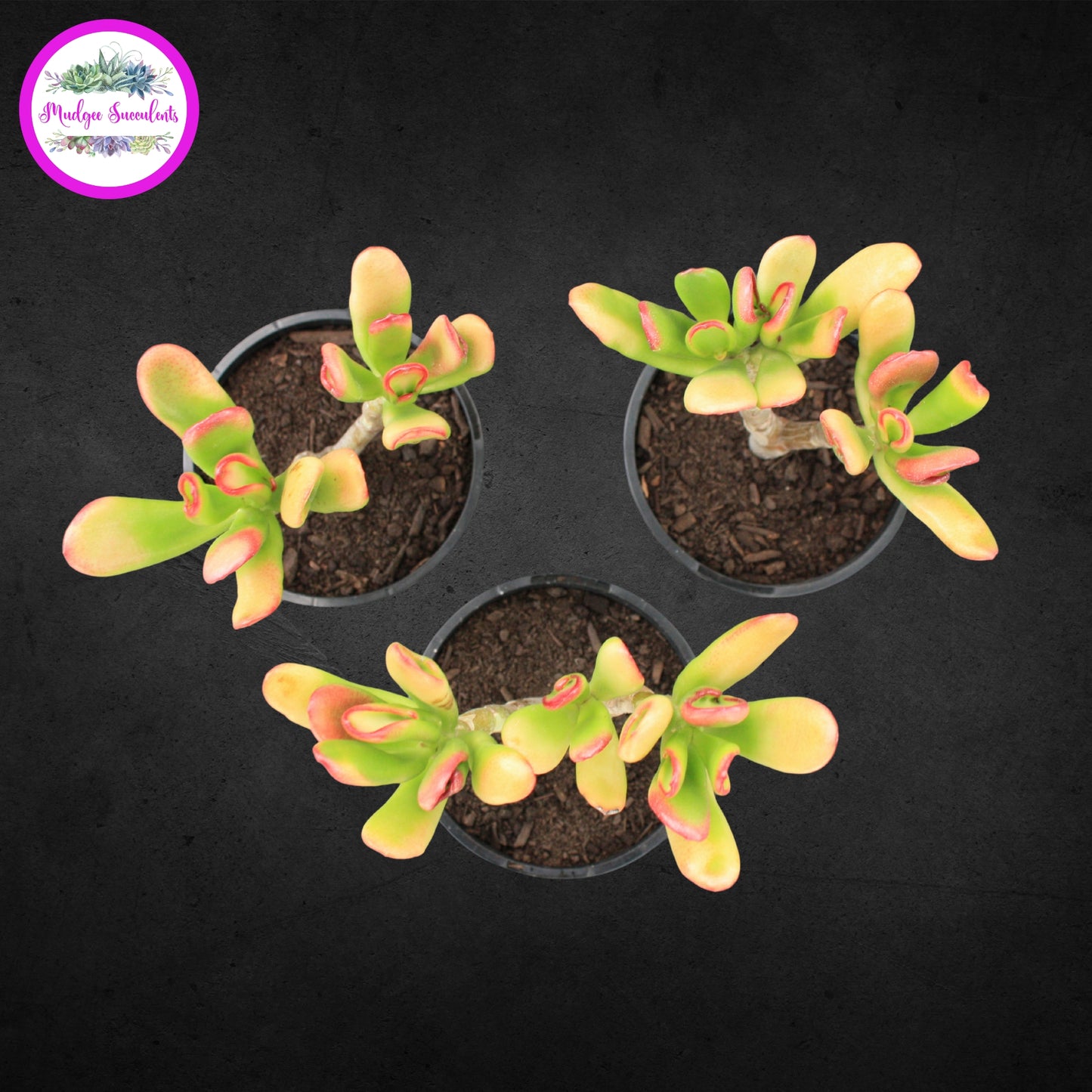 Top view of Crassula ovata ‘Hobbit’ succulents in black pots showing red-tipped tubular green leaves, available from Mudgee Succulents Australia.