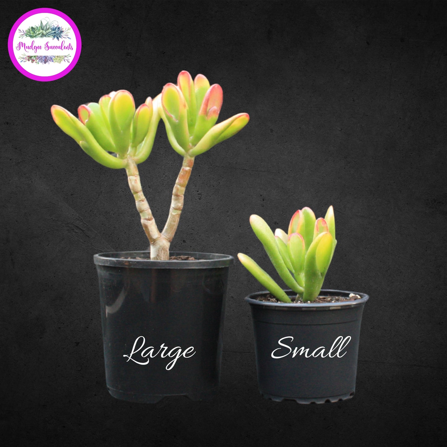 Two Crassula ovata ‘Hobbit’ succulents labelled ‘Large’ and ‘Small’, showcasing size difference, available from Mudgee Succulents Australia.