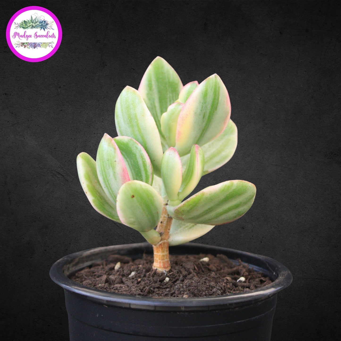Crassula ovata ‘Variegata’ succulent with pink-edged green and cream variegated leaves in a black pot, grown and sold by Mudgee Succulents Australia.